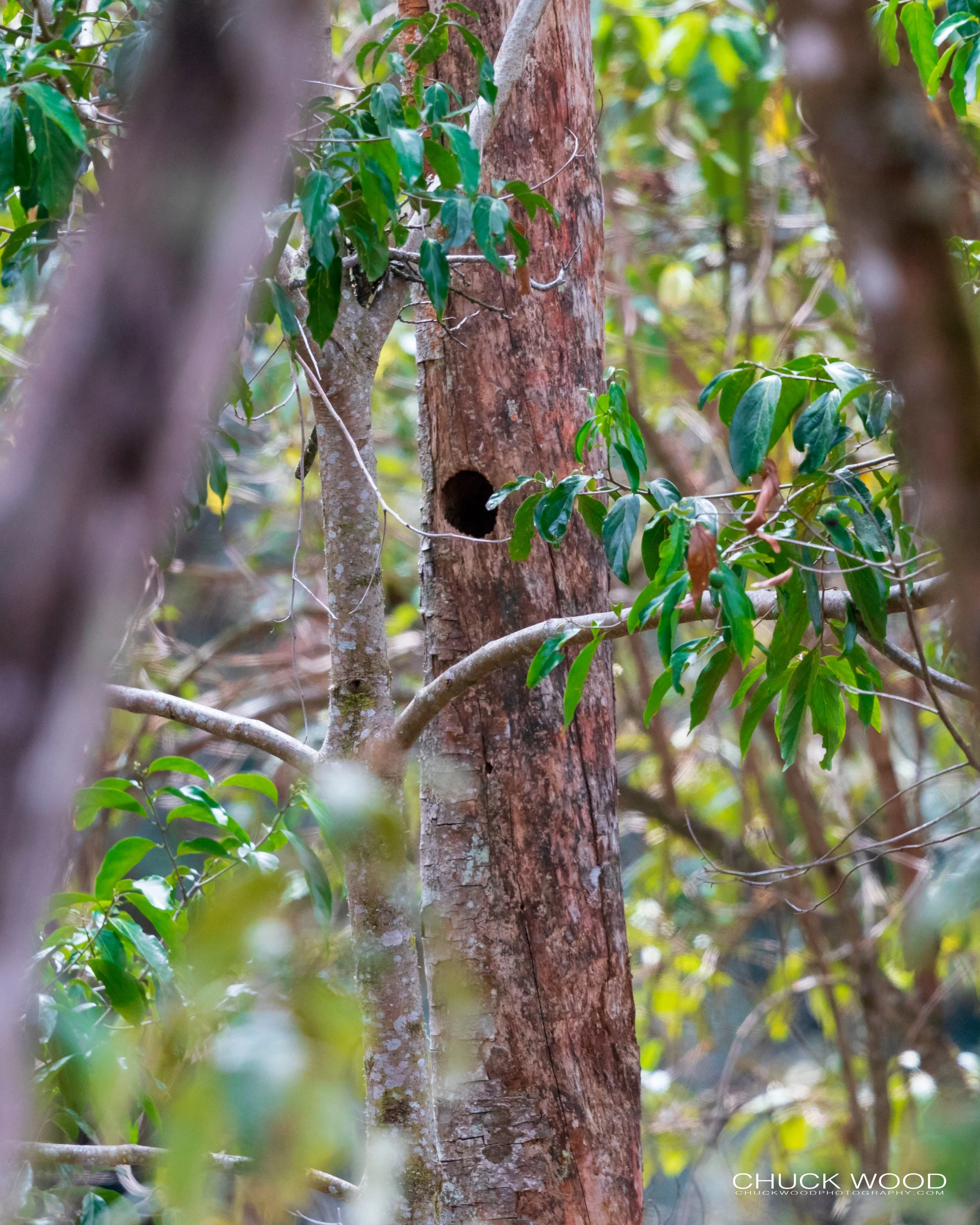  San Gerardo de Dota, Costa Rica 2020 