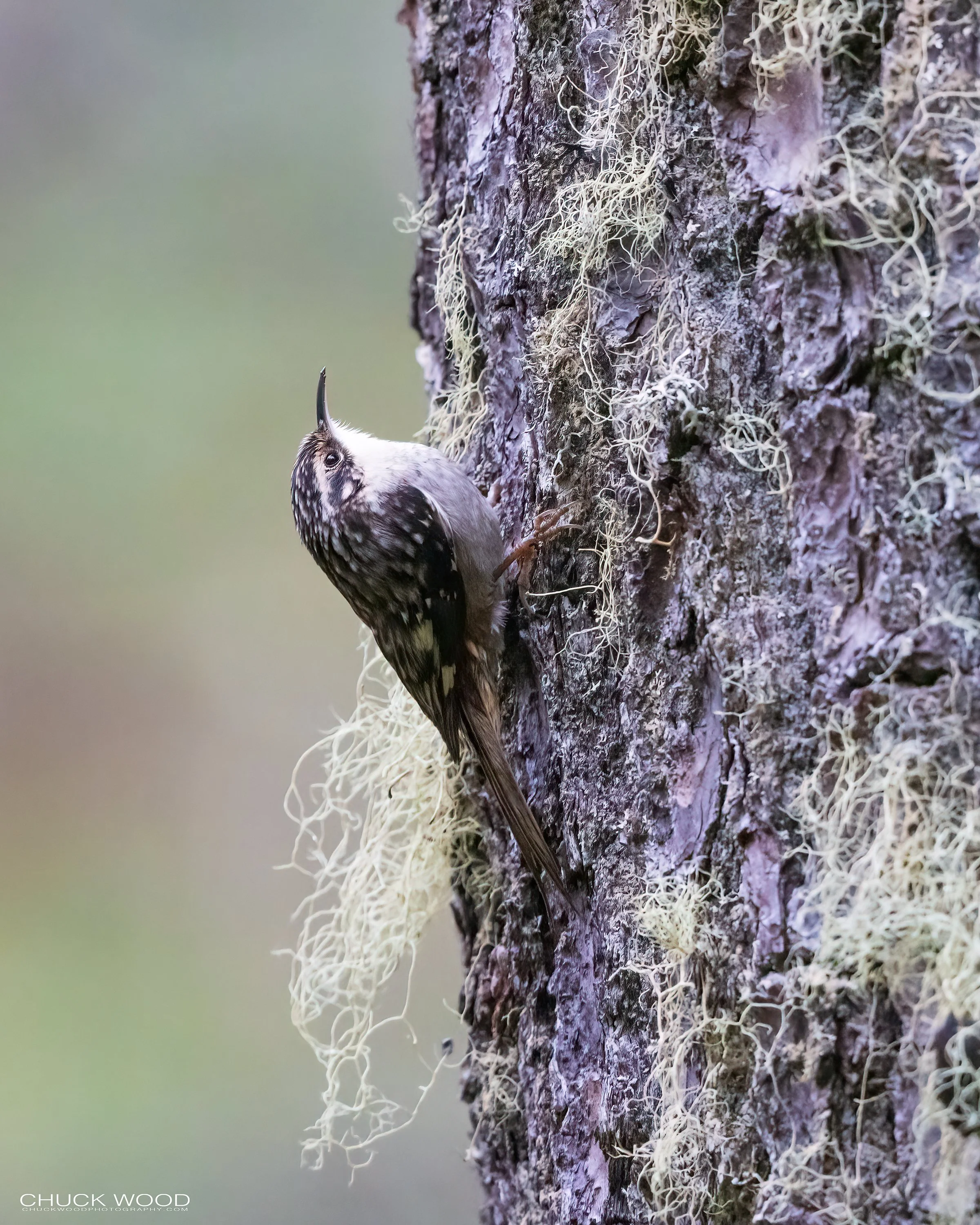  Camino La Cumbra Oaxaca, MX 2022 