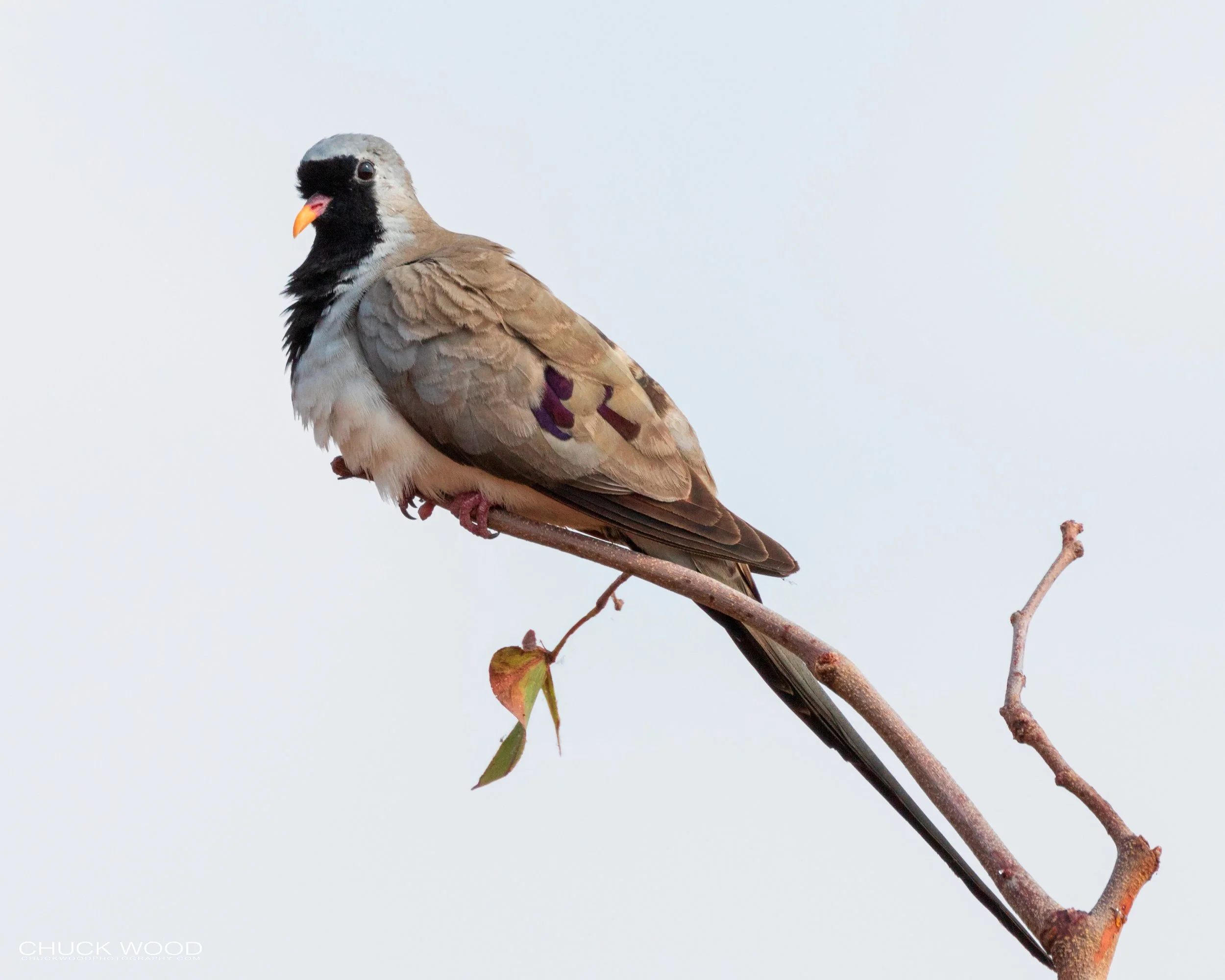 Hwange, Zimbabwe 2019 