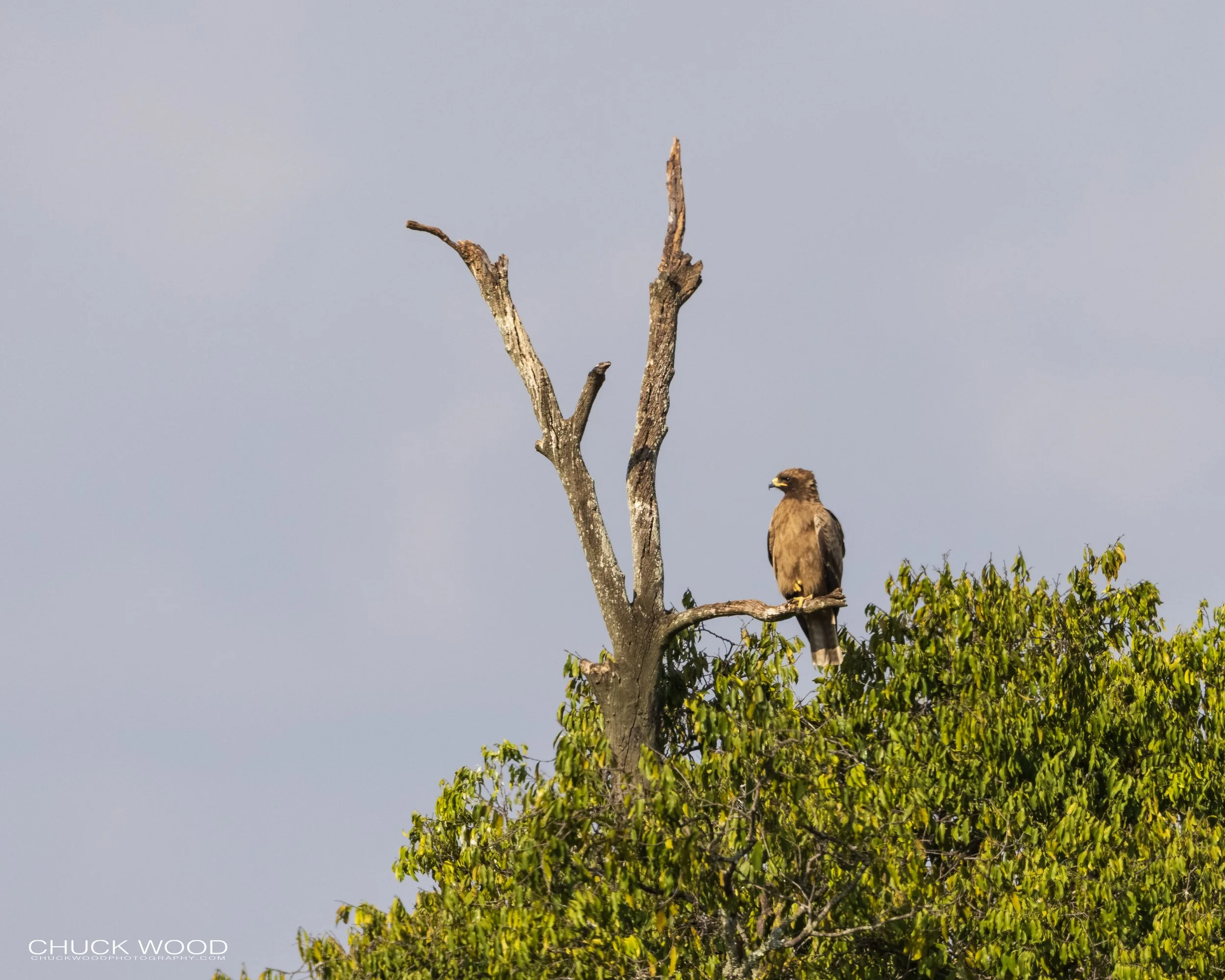  Serengeti, Tanzania 2021 