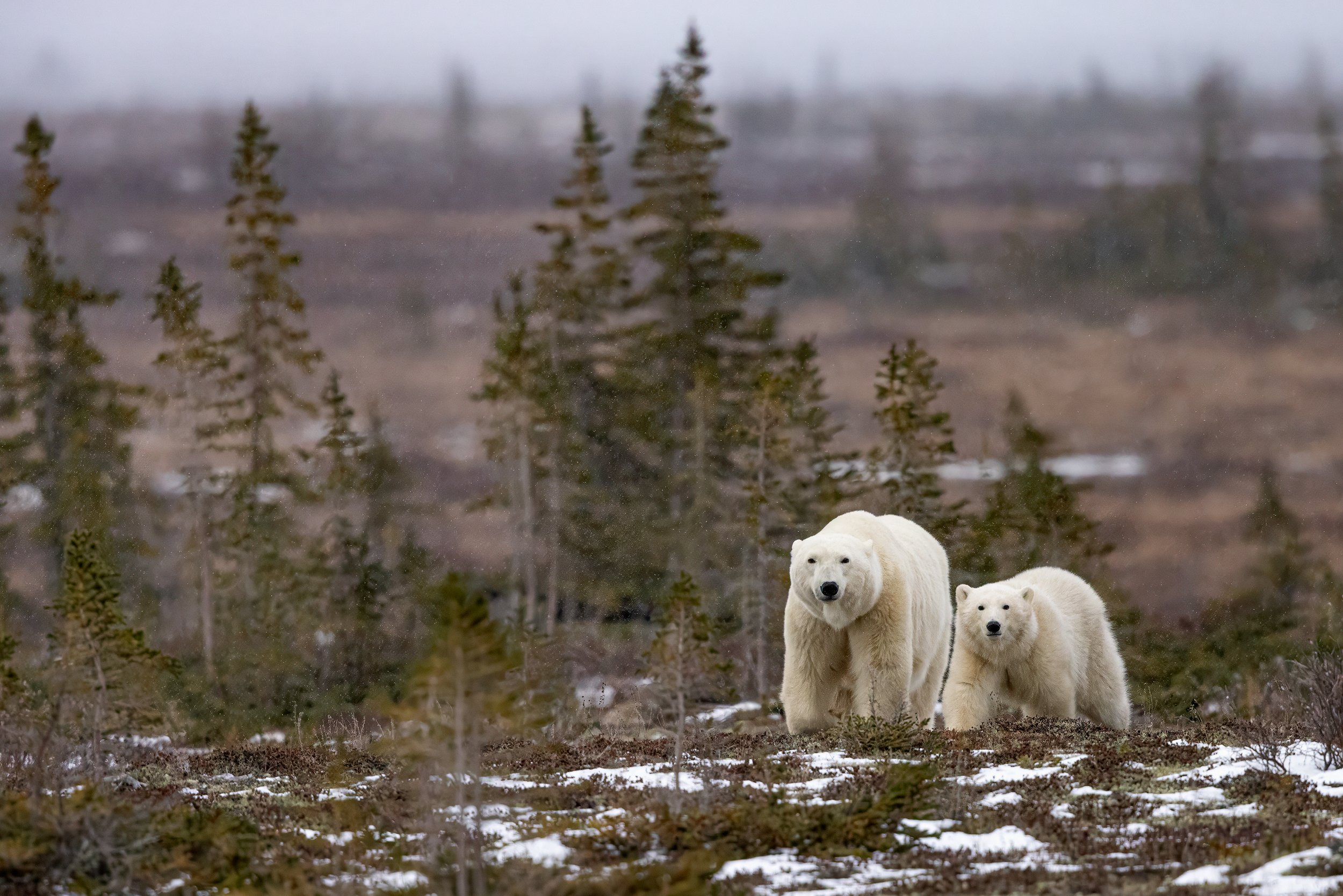 CW00336-Cub-of-the-Year-2024-3000.jpg
