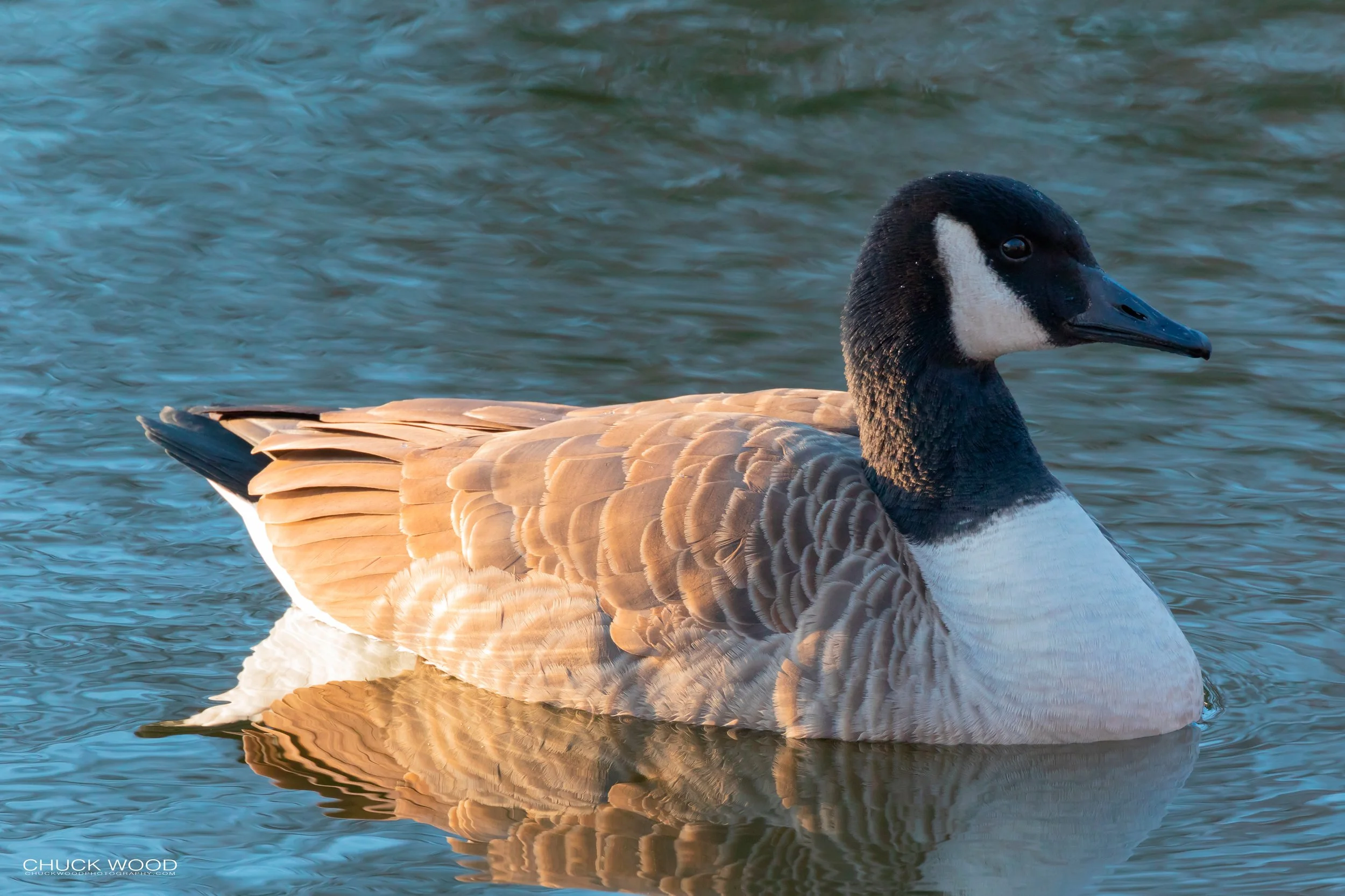  Central Park NYC, 2018 