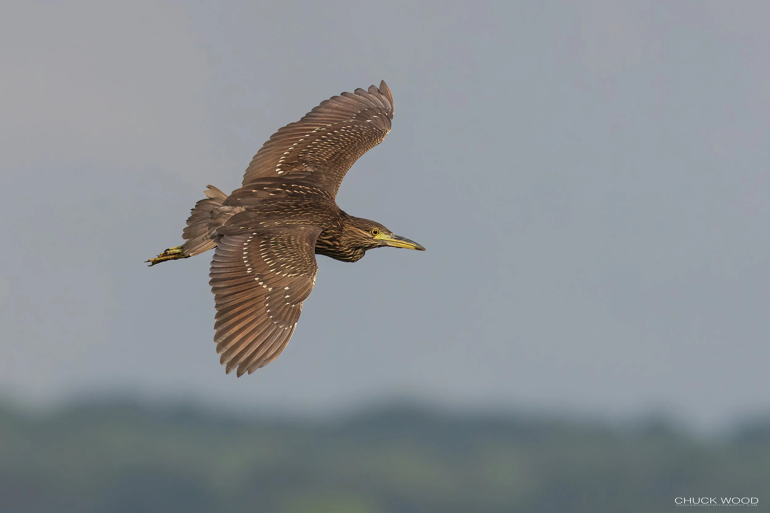  Forsythe NWR, NJ 2022 