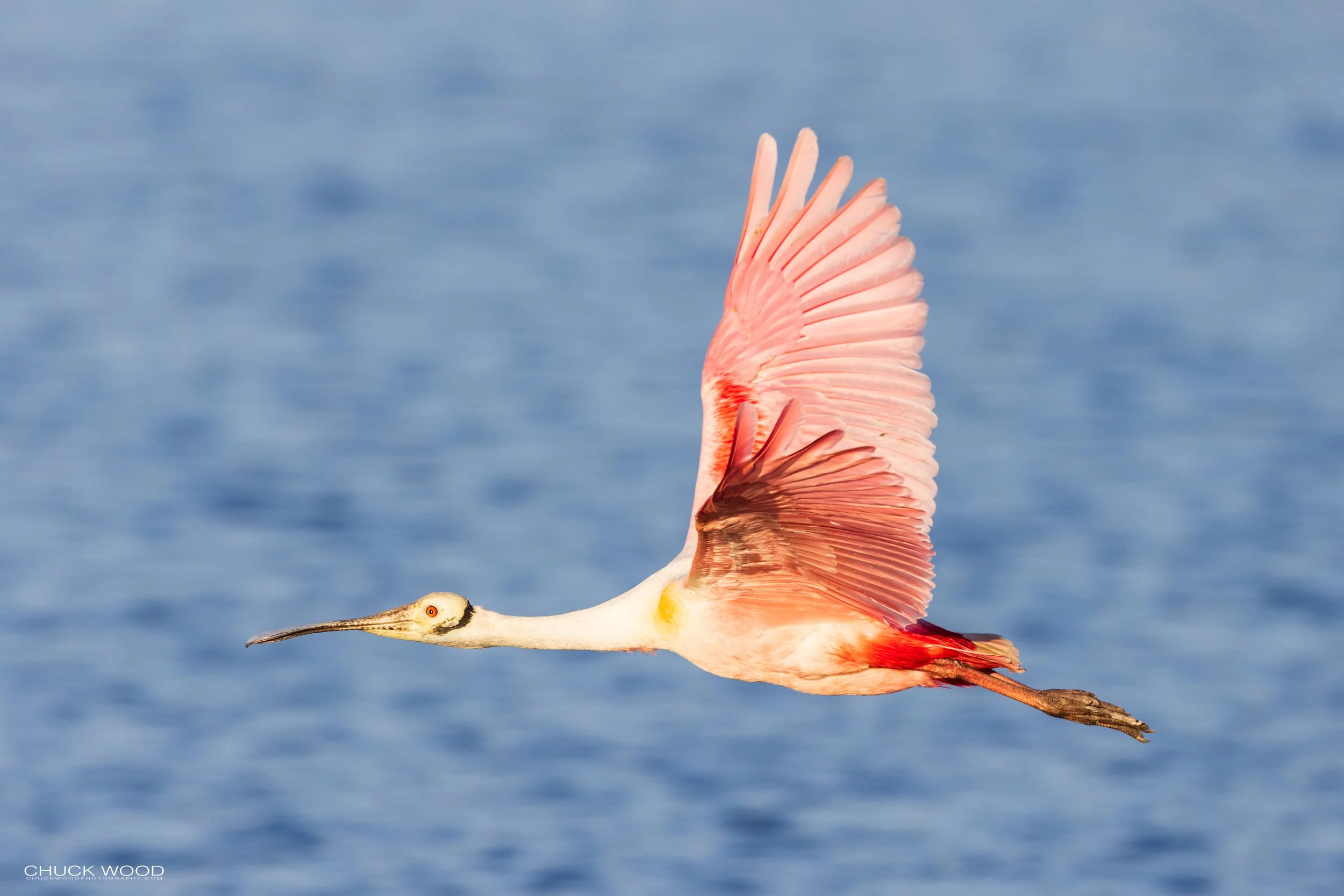  Stick Marsh, FL 2021 