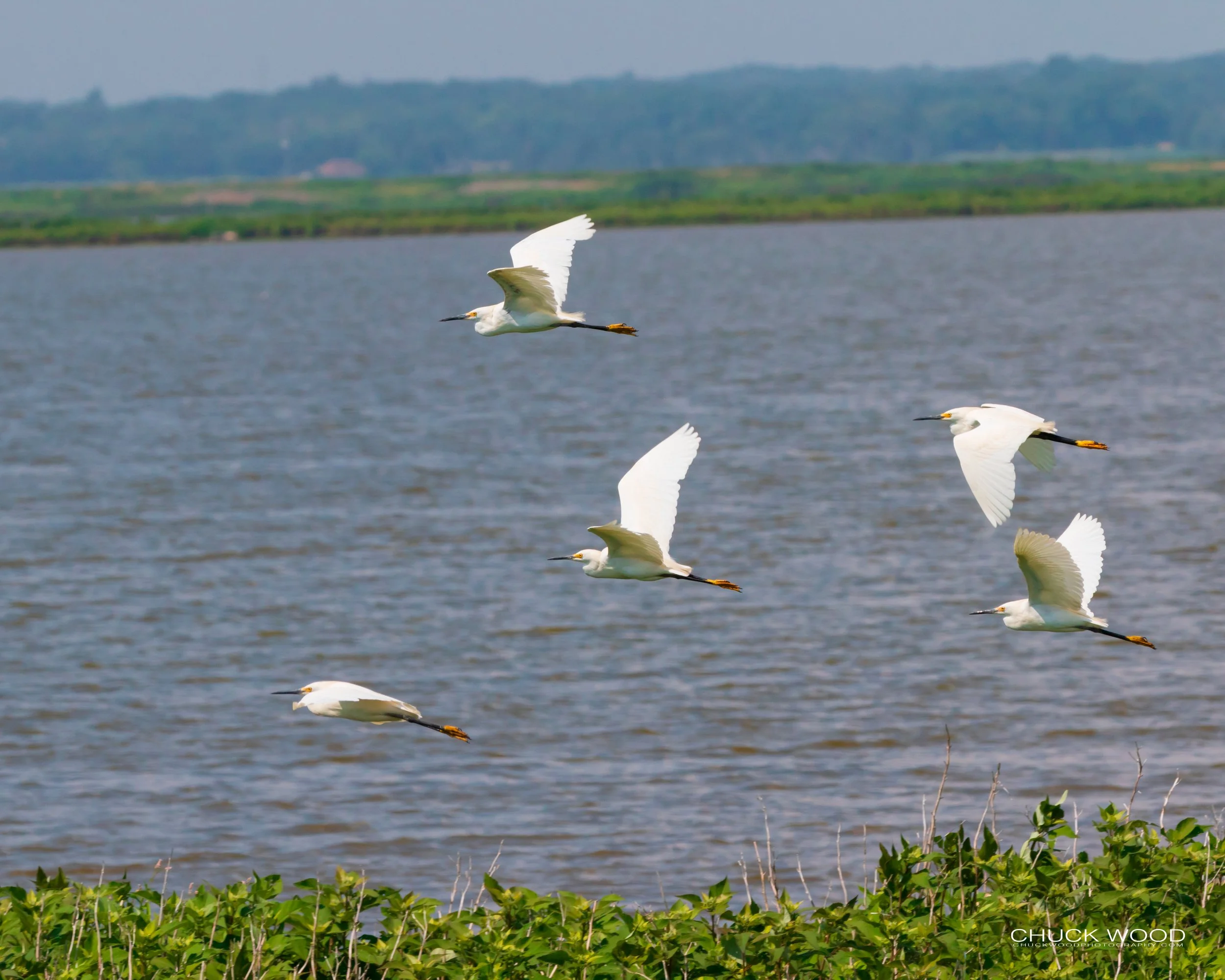  Forsythe NWR, NJ 2019 