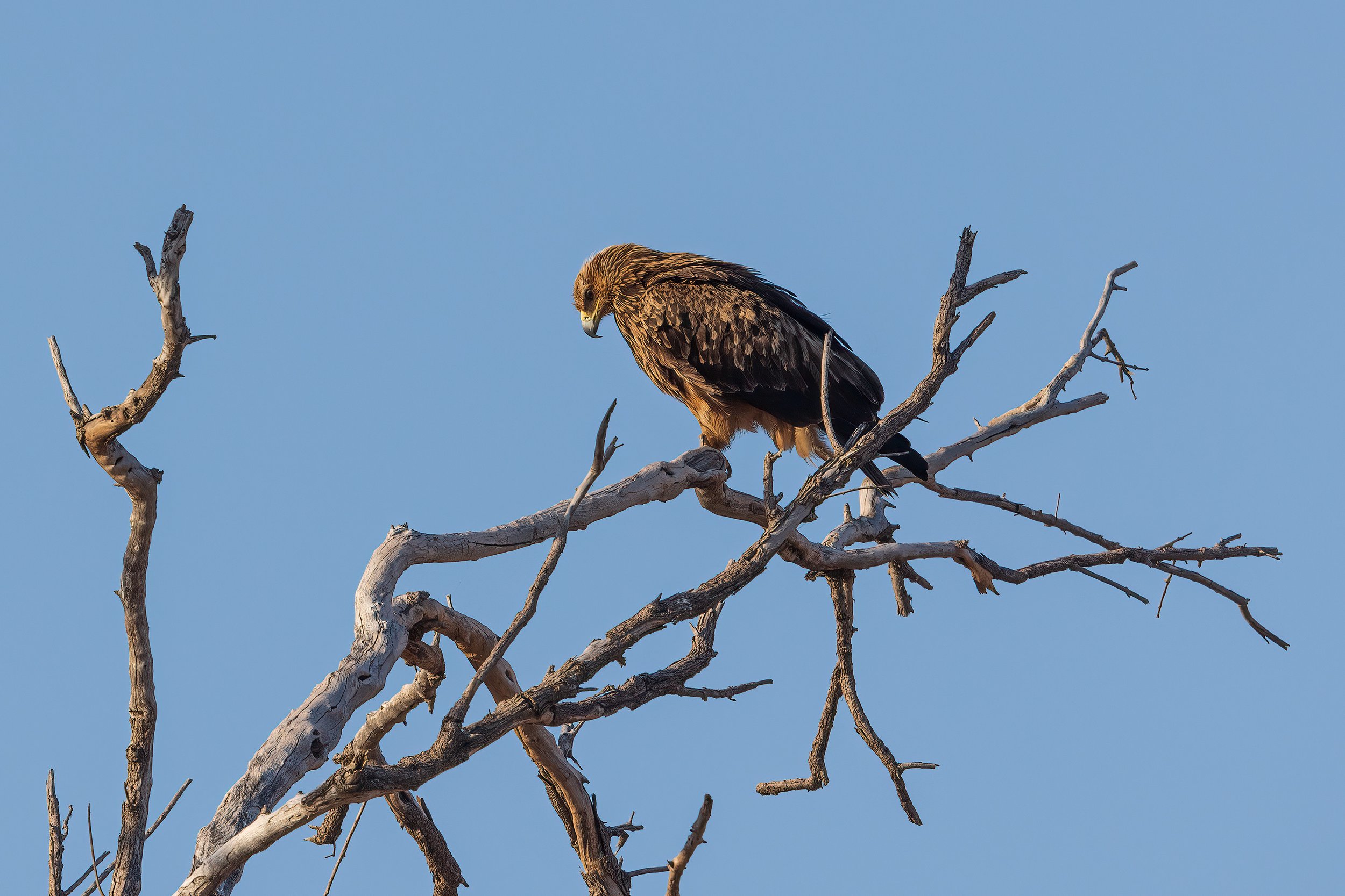  Chobe Riverfront, Botswana 2023 