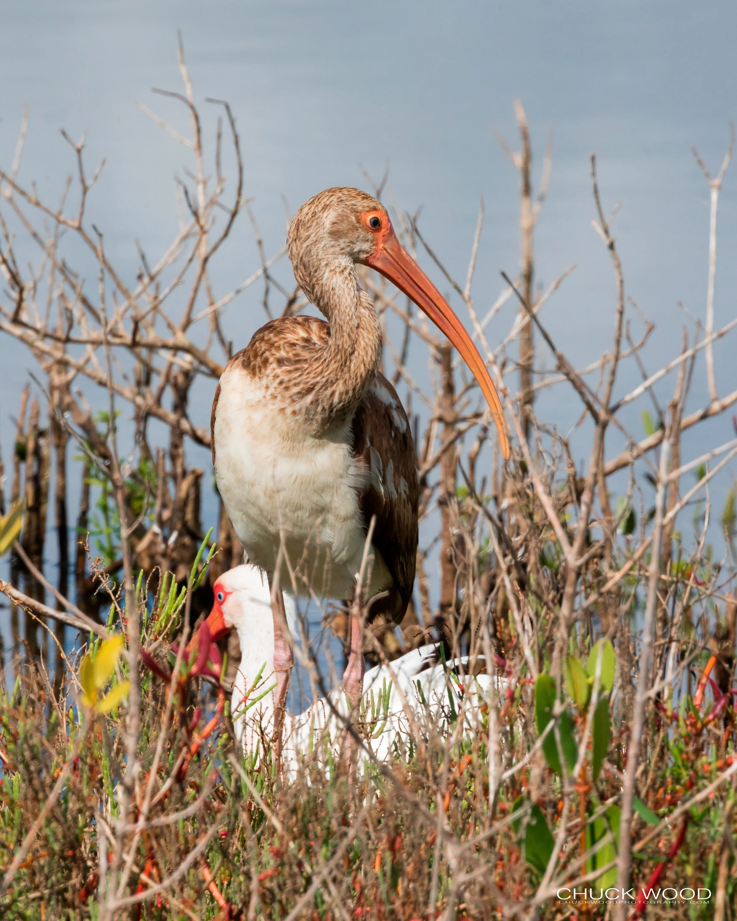  Merritt Island, FL 2019 