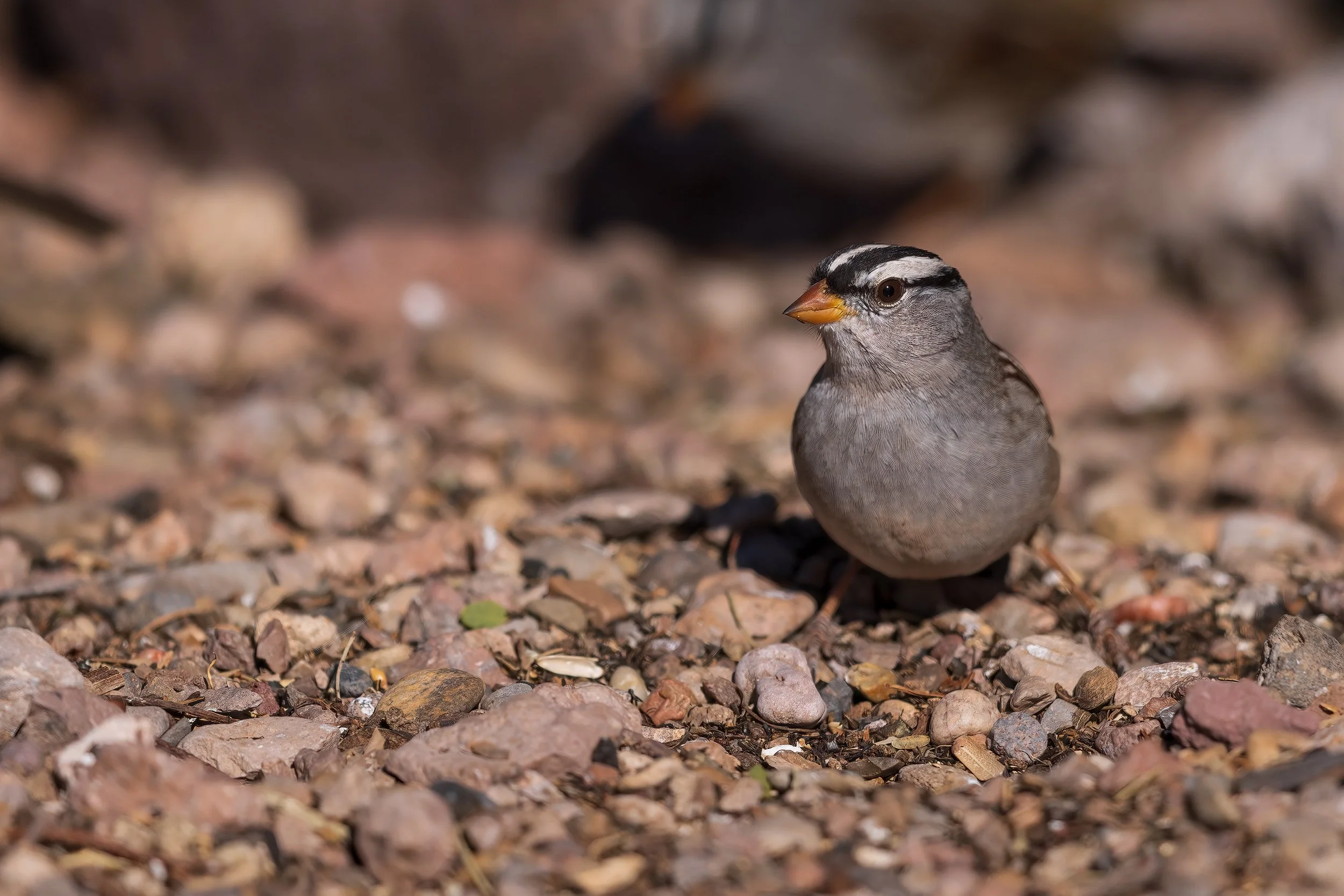 Bosque del Apache, NM 2023