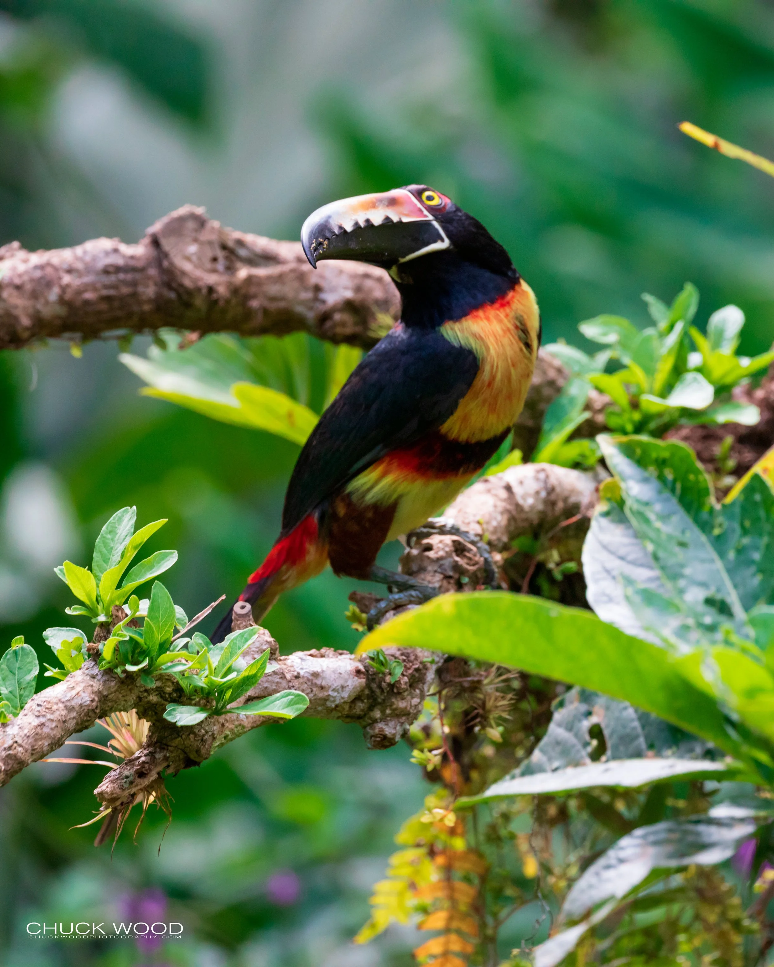  Rancho Naturalista, Costa Rica 2020 