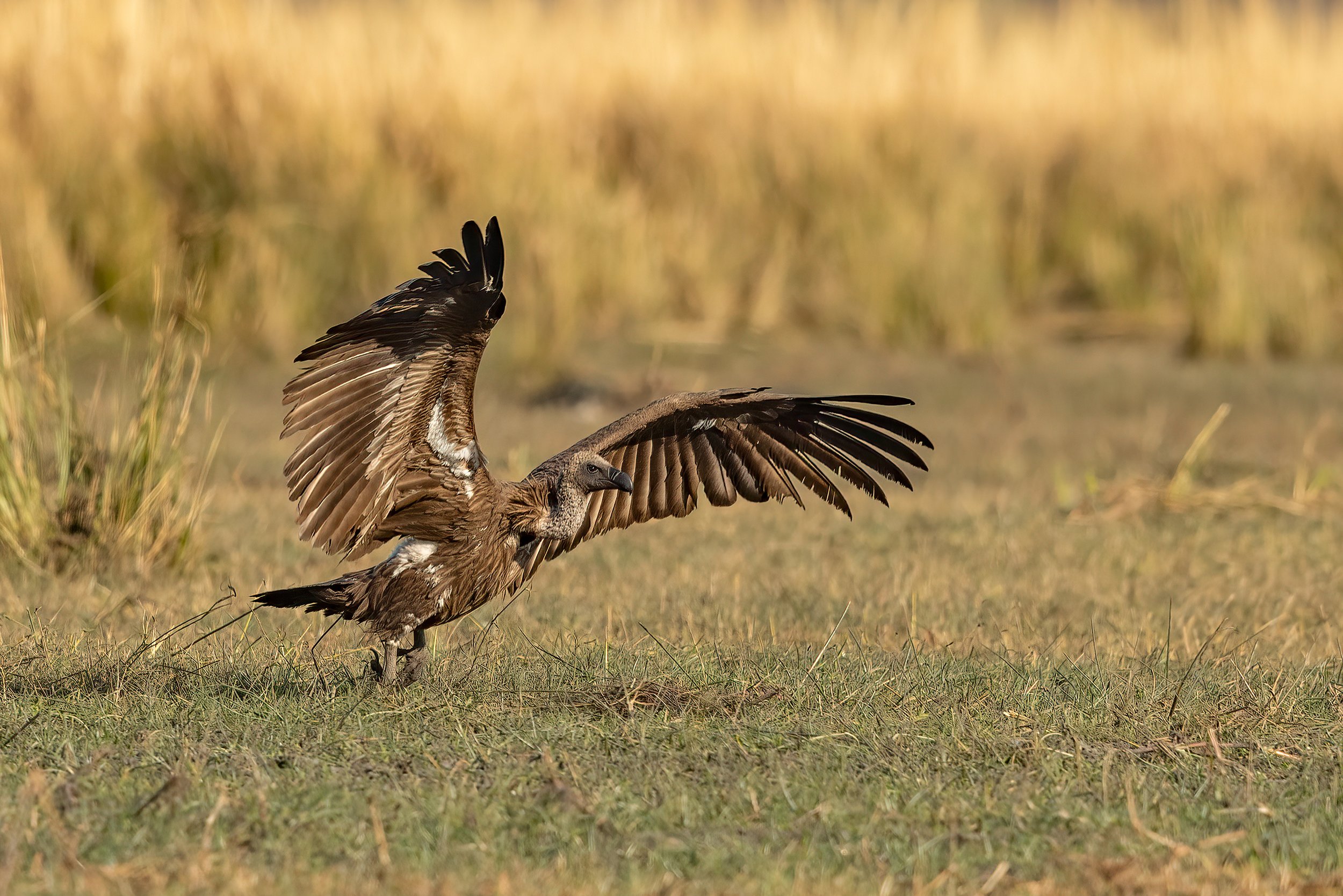  Chobe River, Botswana 2023 