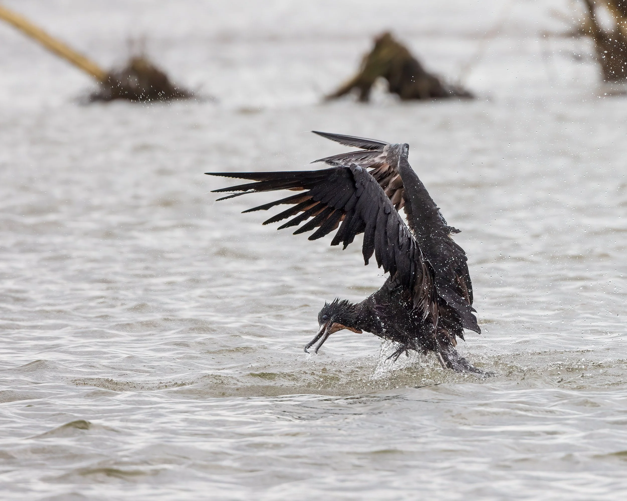  Tarcoles River, Costa Rica 2022 
