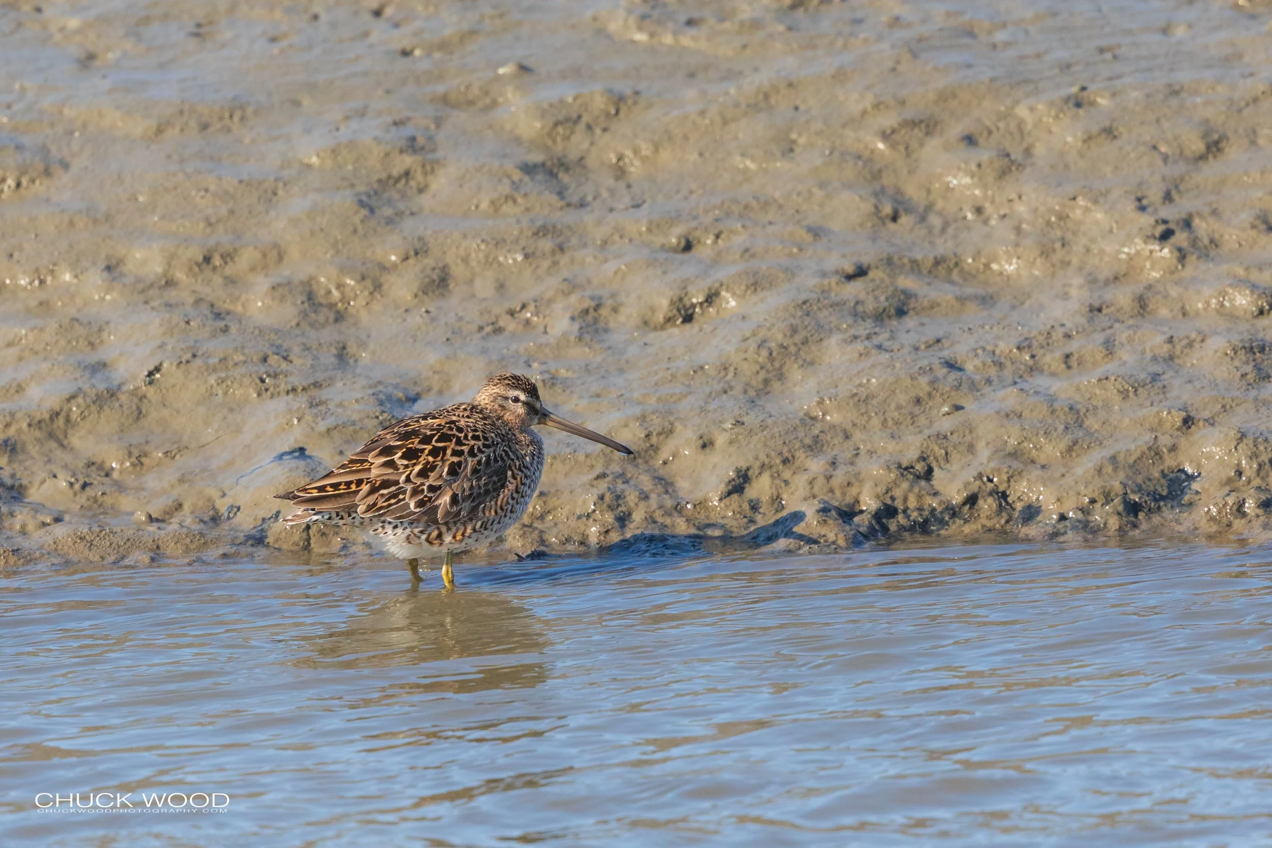  Forsythe NWR, NJ 2020 