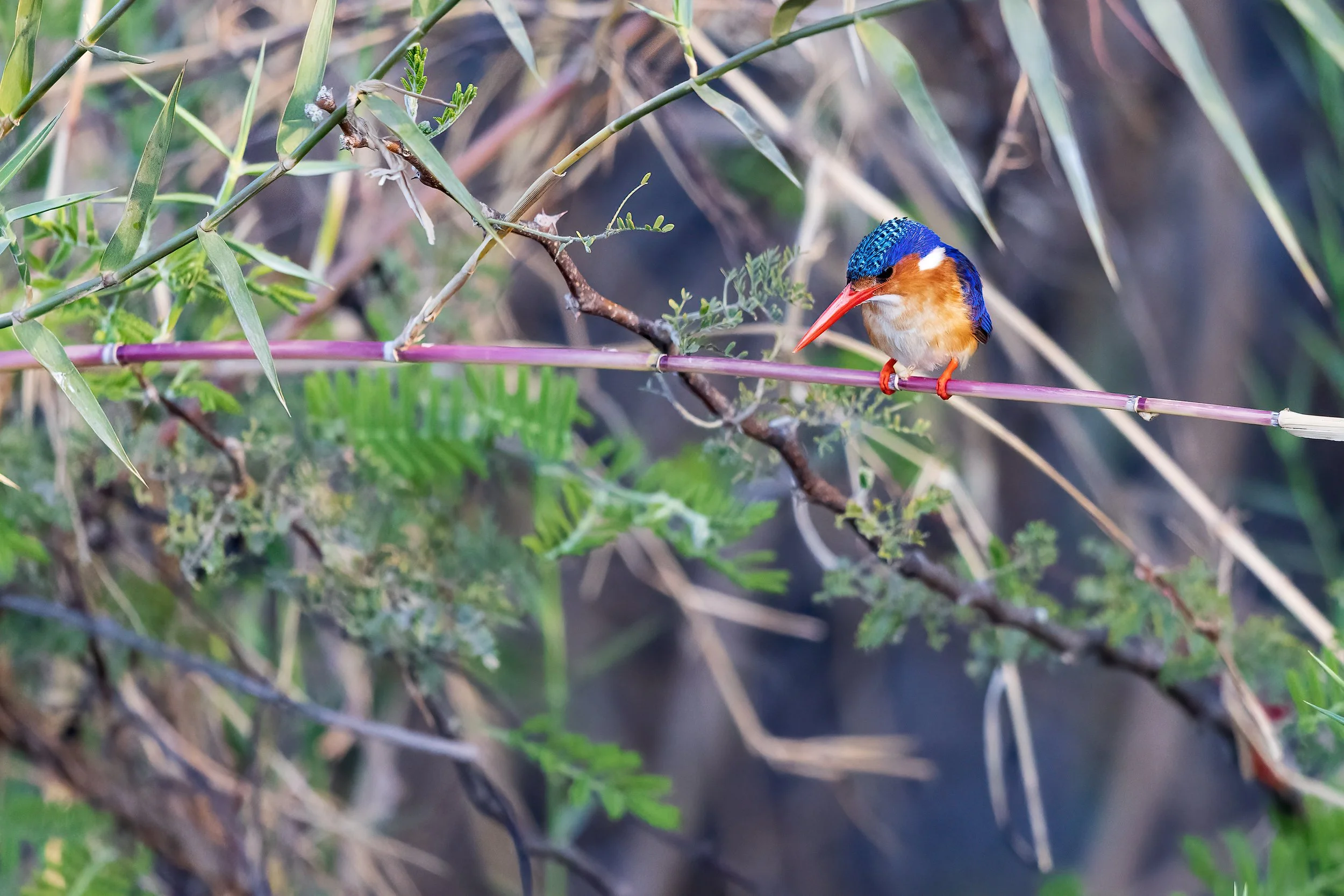  Chobe River, Botswana 2023 