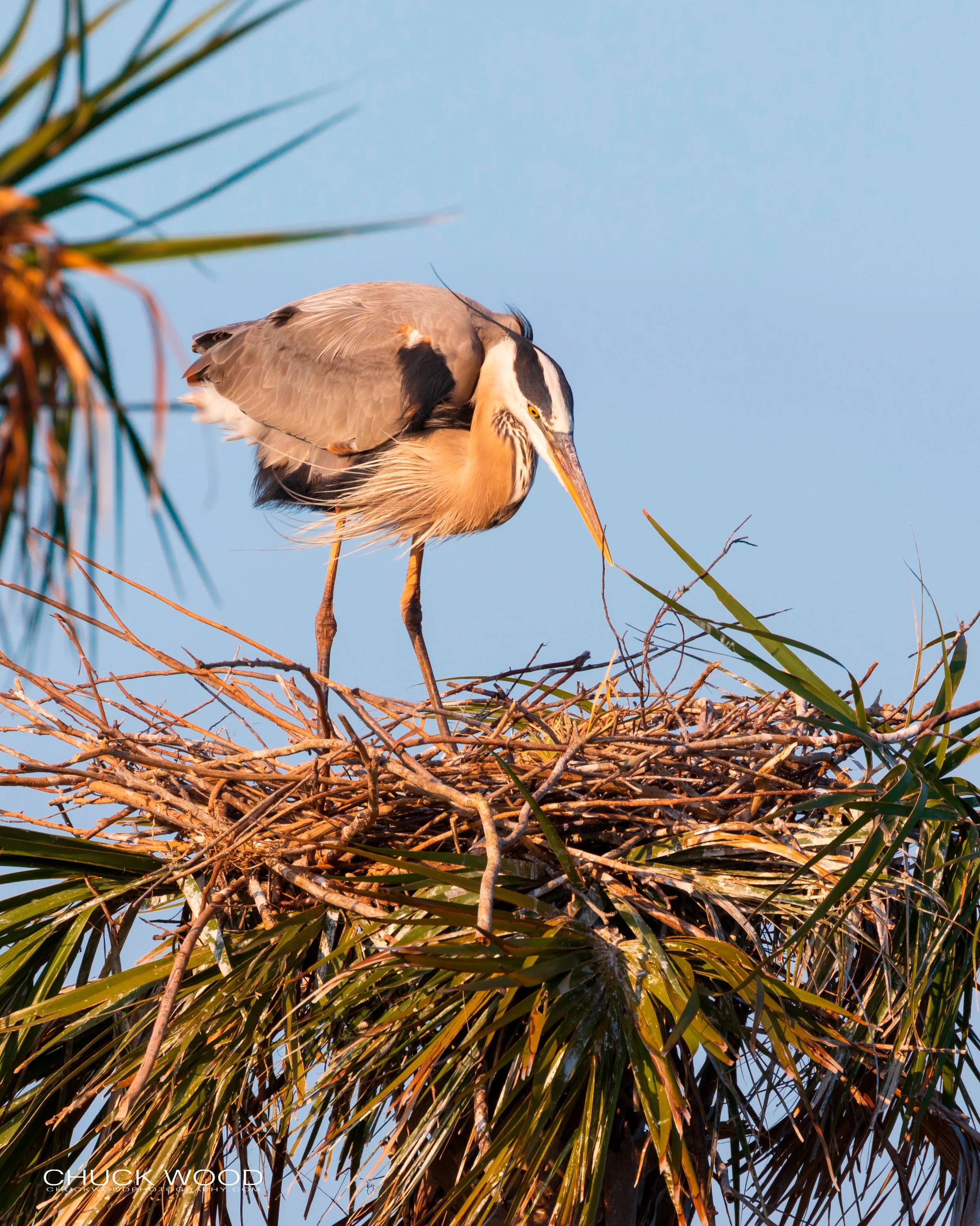  Viera Wetlands, FL 2019 