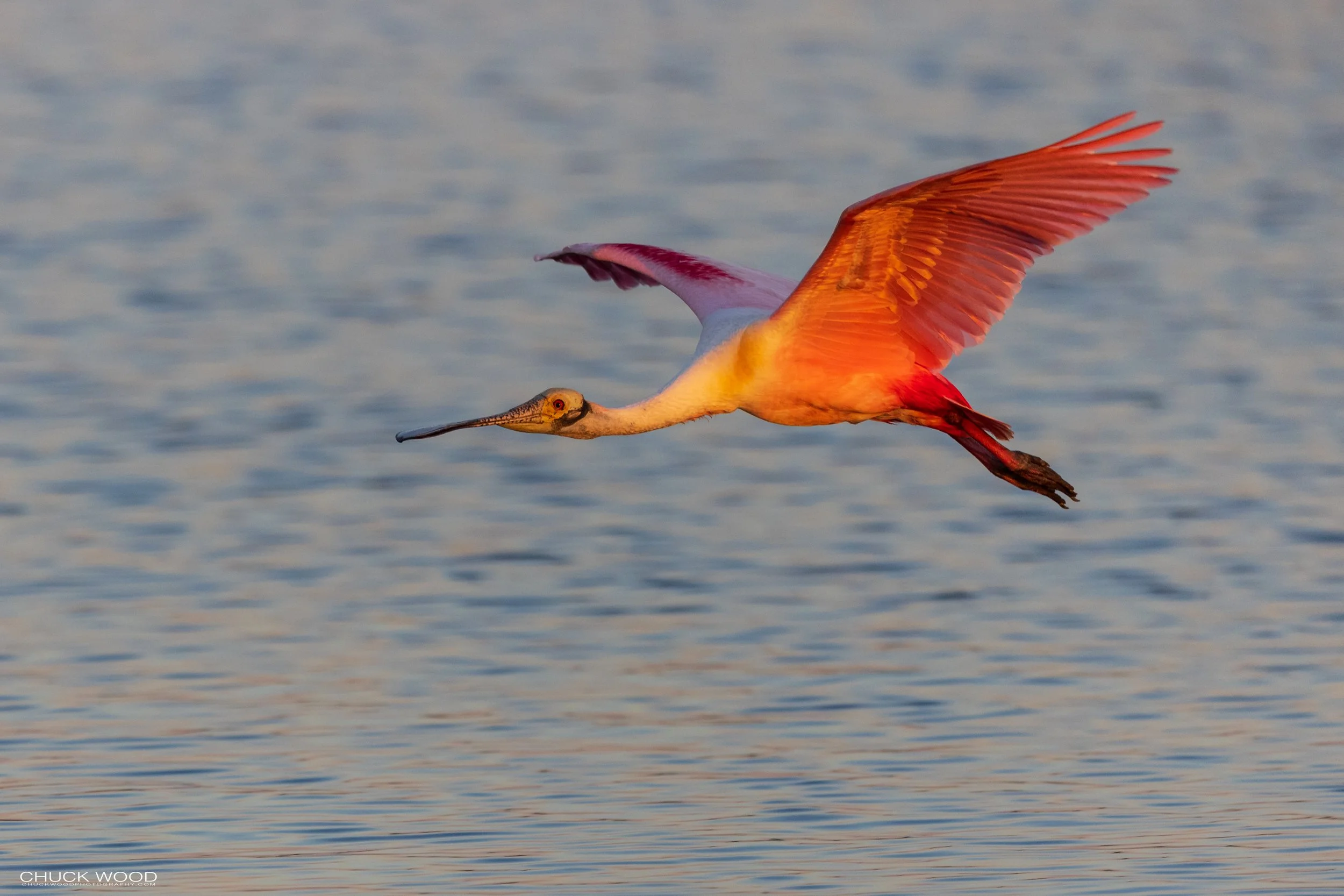  Stick Marsh, FL 2021 