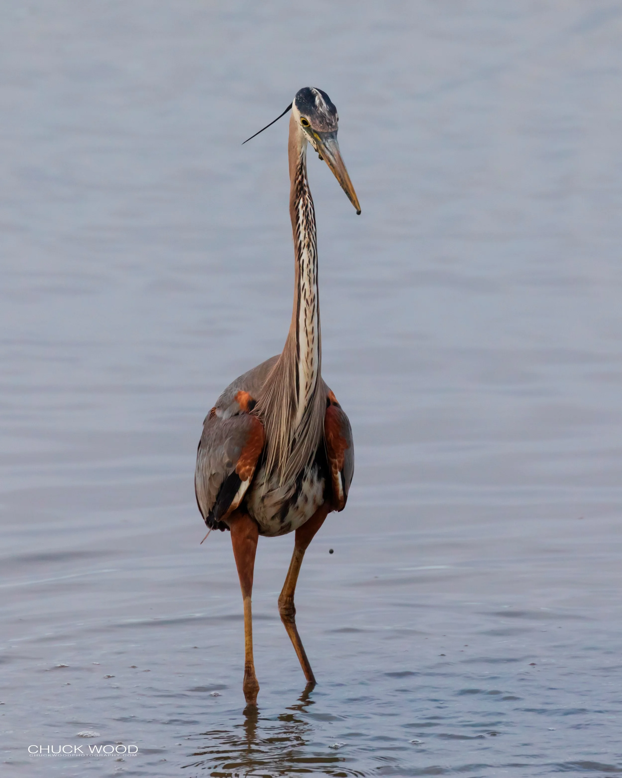  Forsythe NWR, FL 2019 