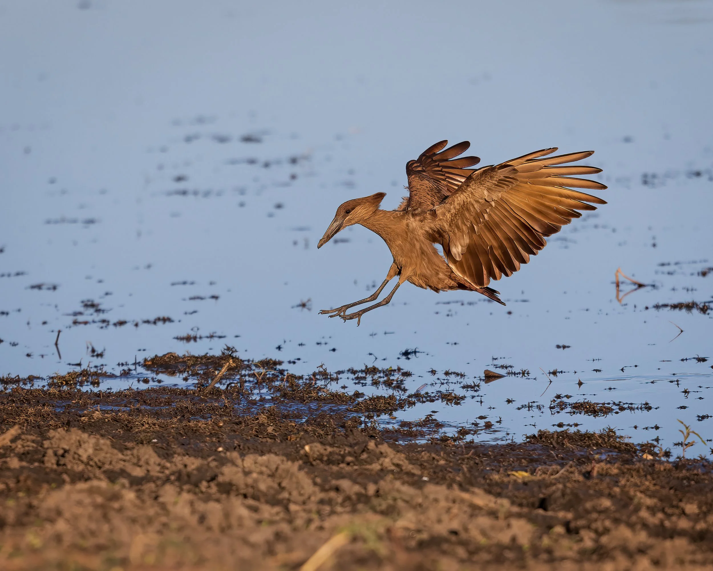 Hammerkop-20230731-Maun-13-1-sharpened.jpg