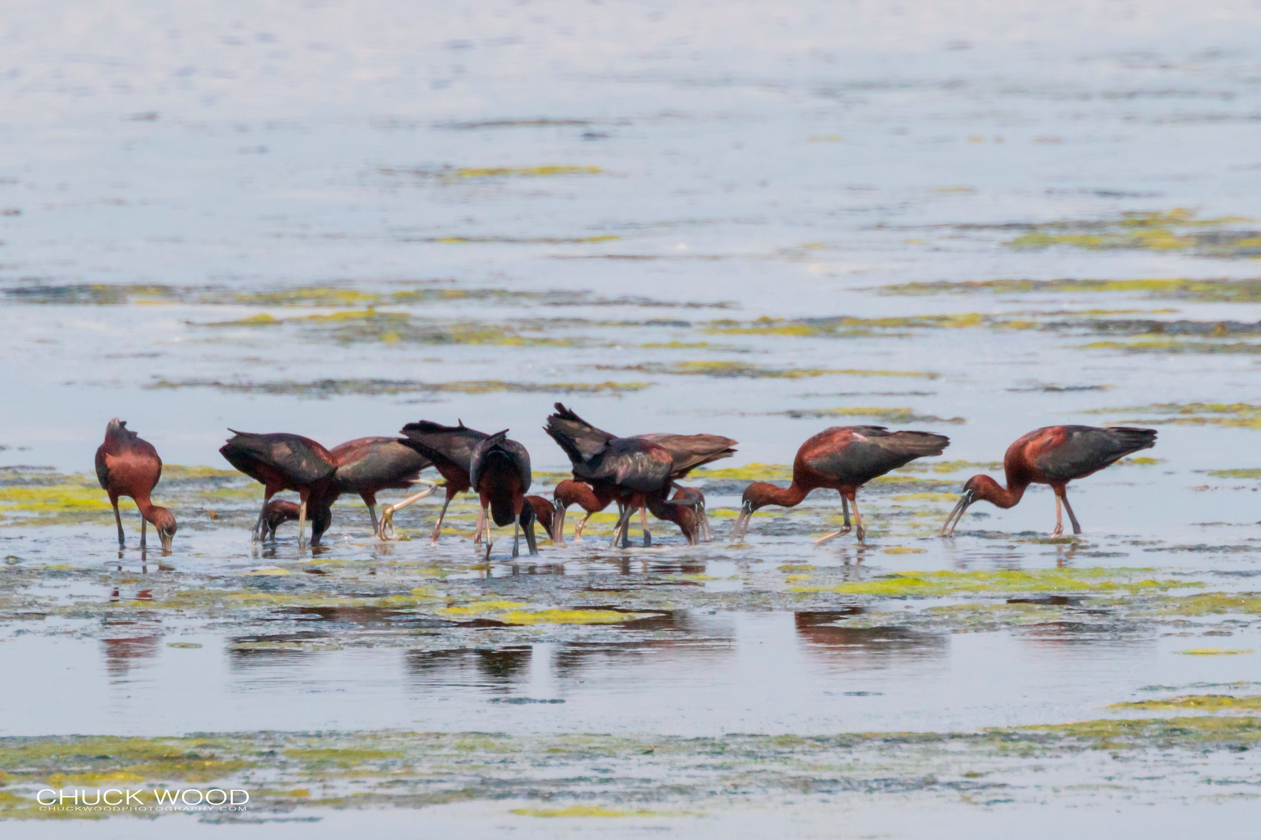  Forsythe NWR, NJ 2019 