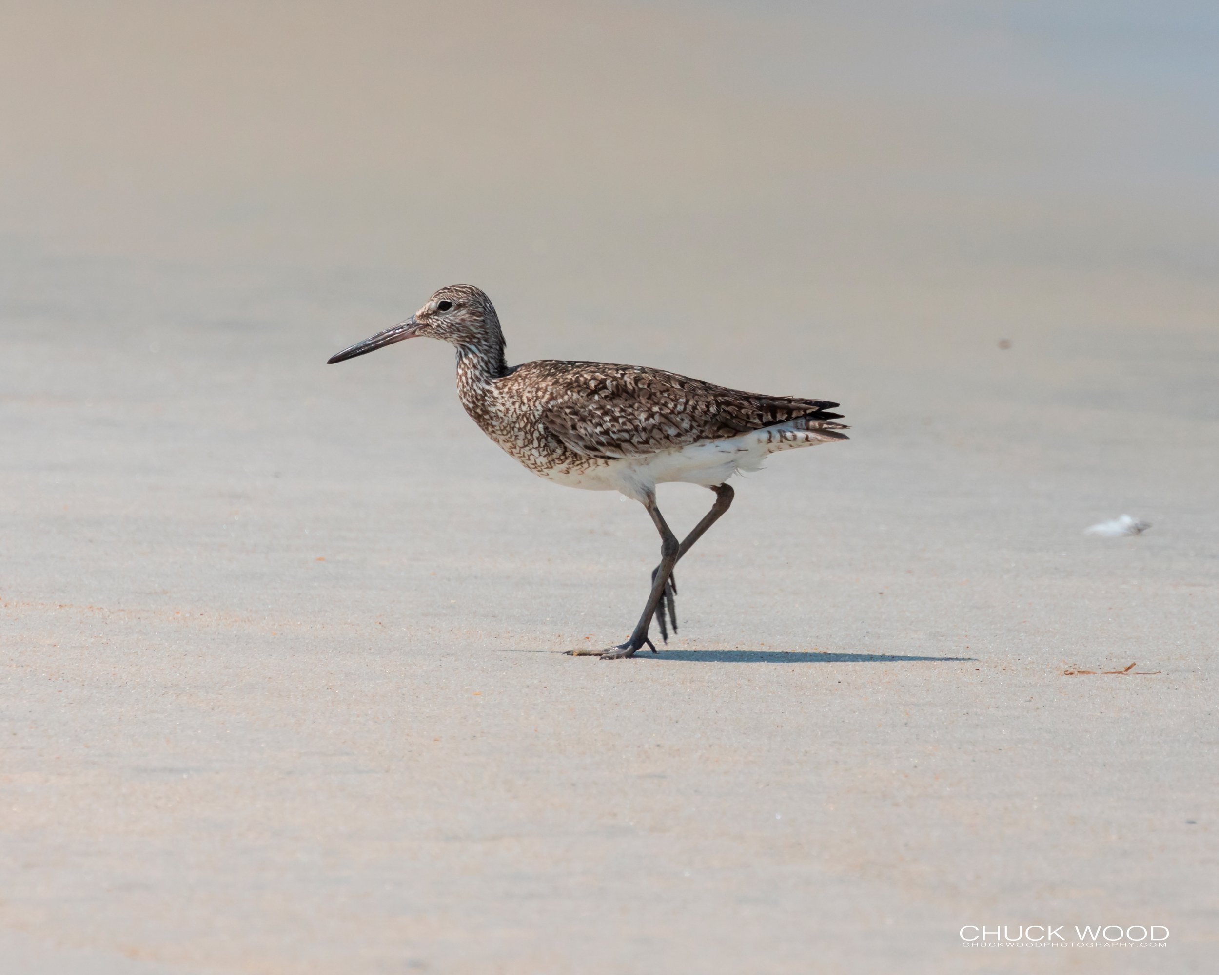   Pea Island NWR, NC 2019 