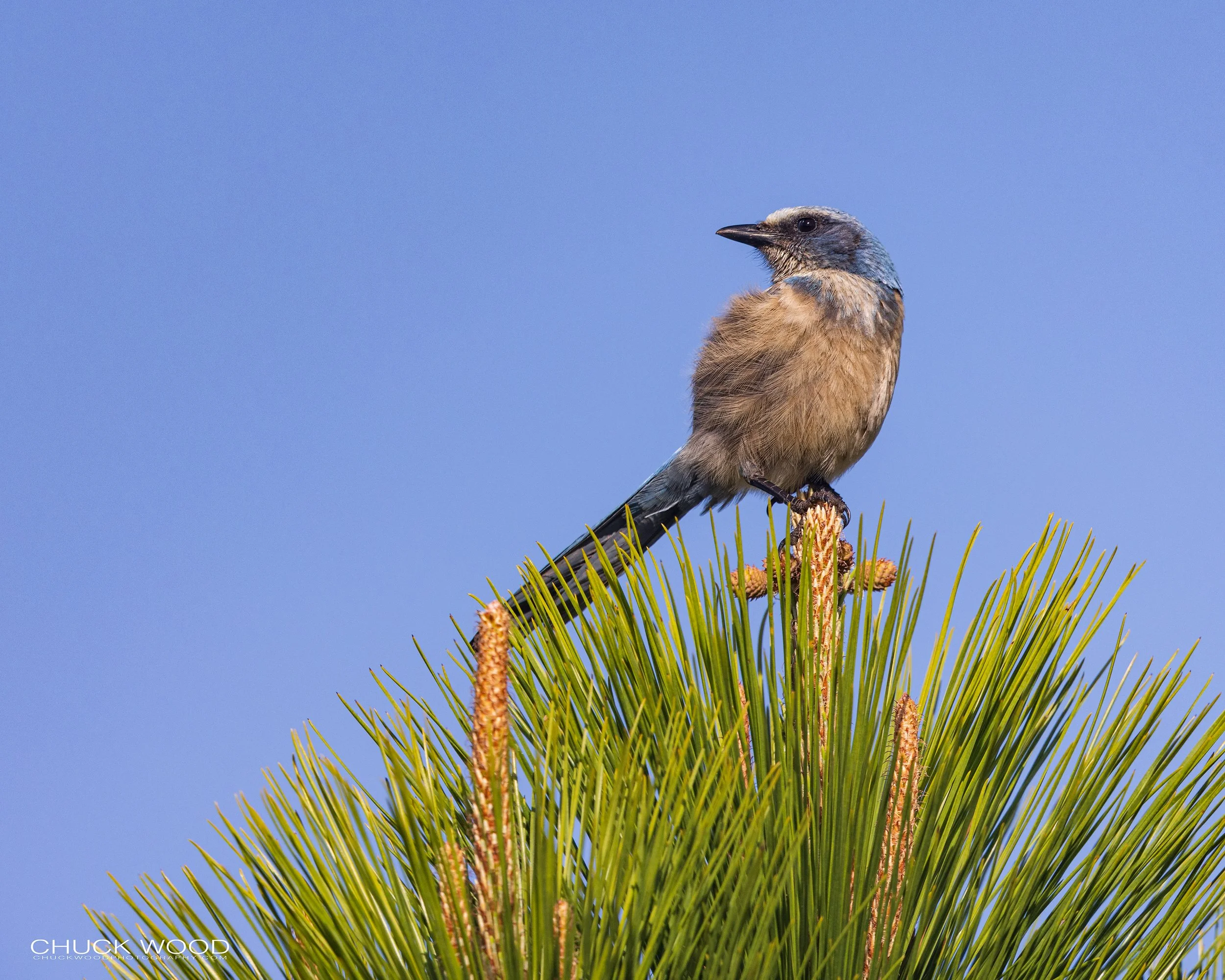  Cruickshank Sanctuary, FL 2022 