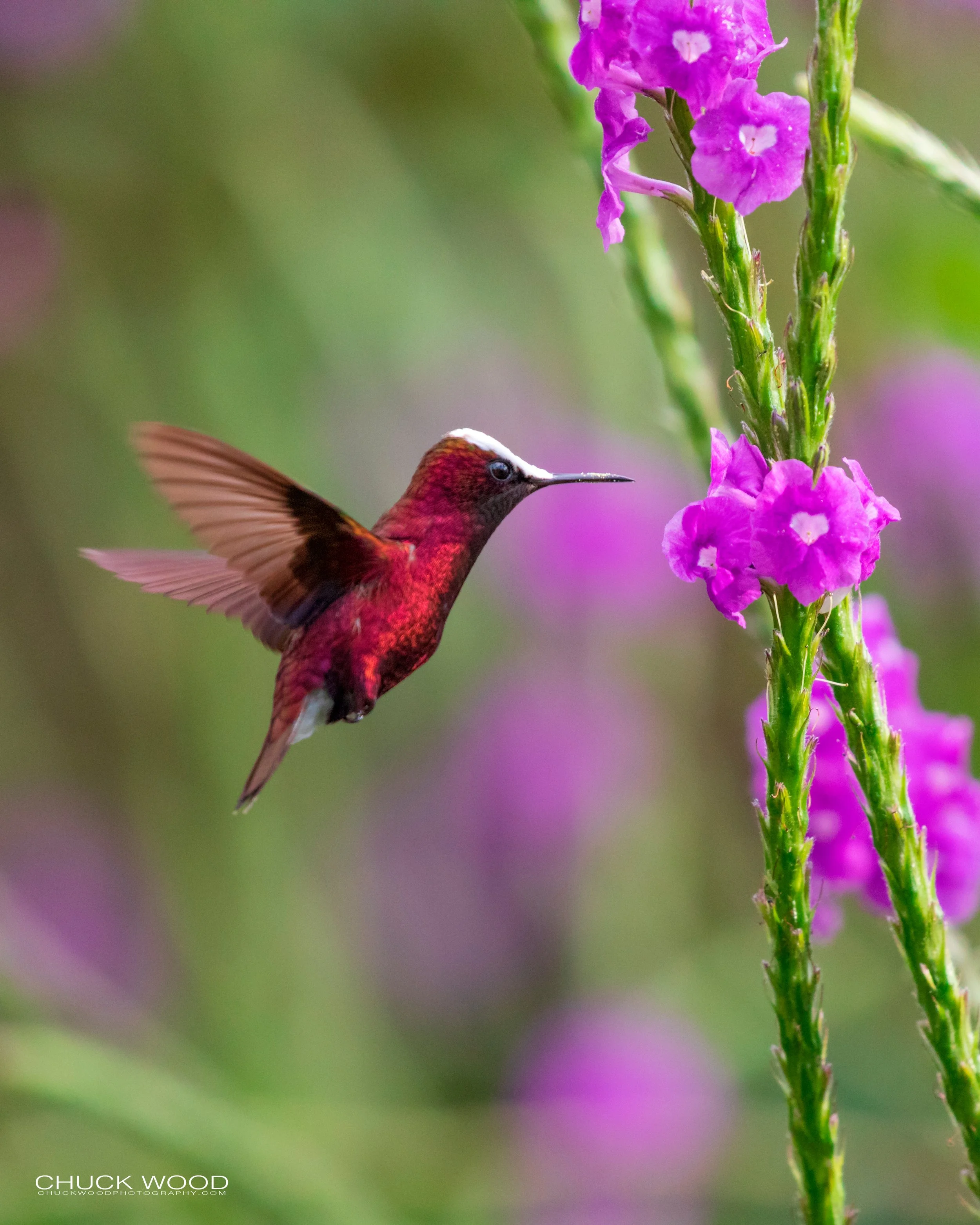  Rancho Naturalista, Costa Rica 2020 