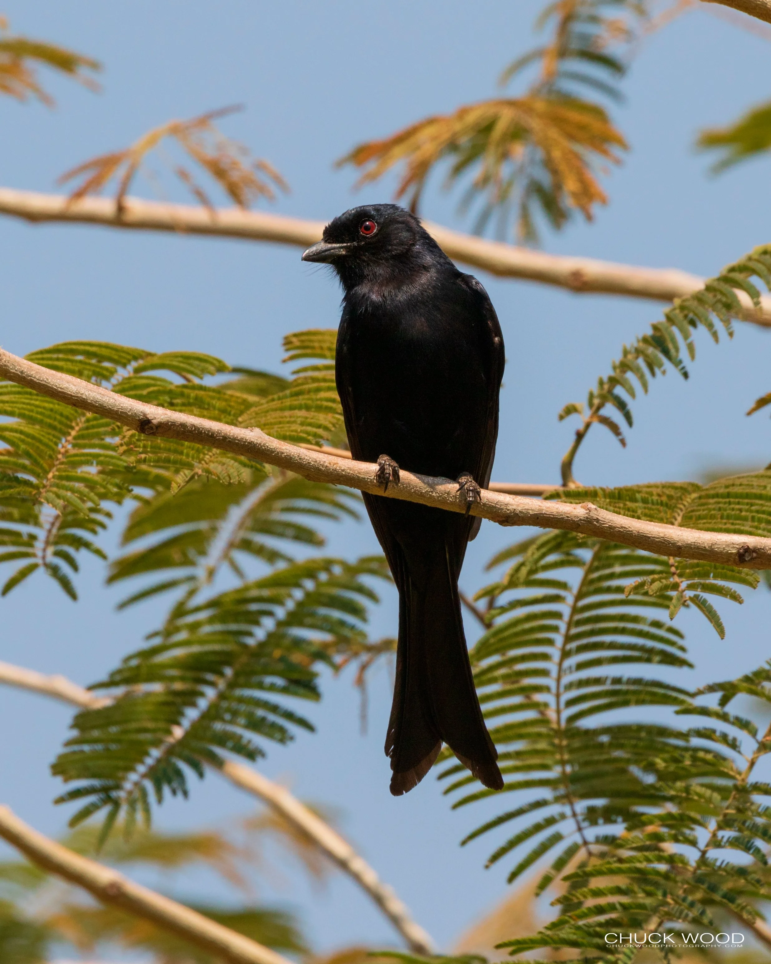  Victoria Falls, Zimbabwe 2019 