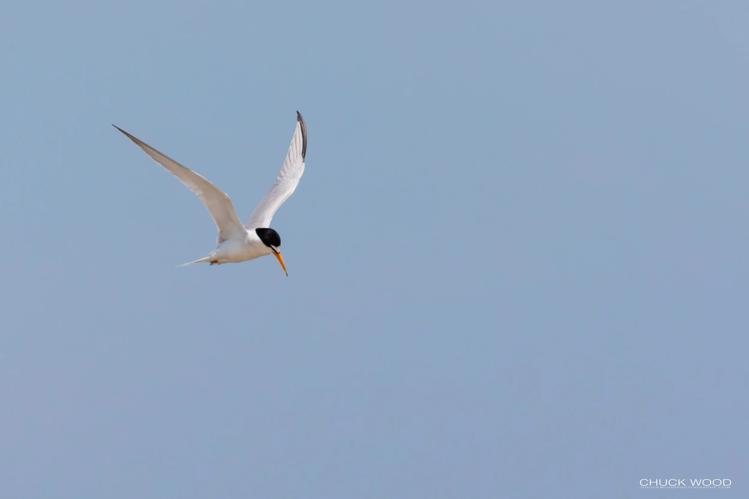  Pea Island, NC 2019 