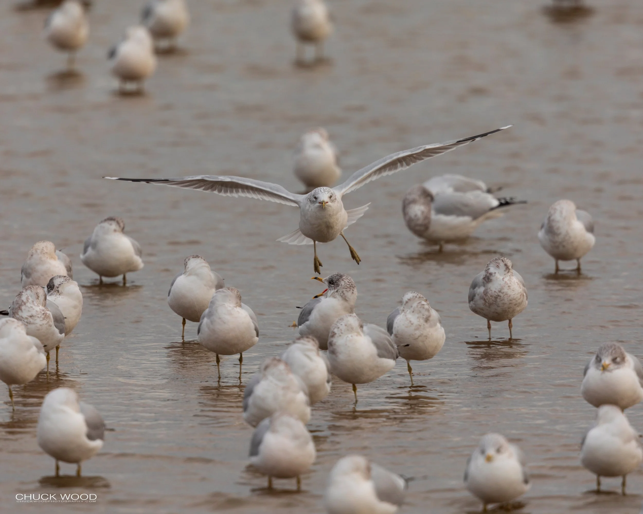 Forsythe NWR, NJ 2019 