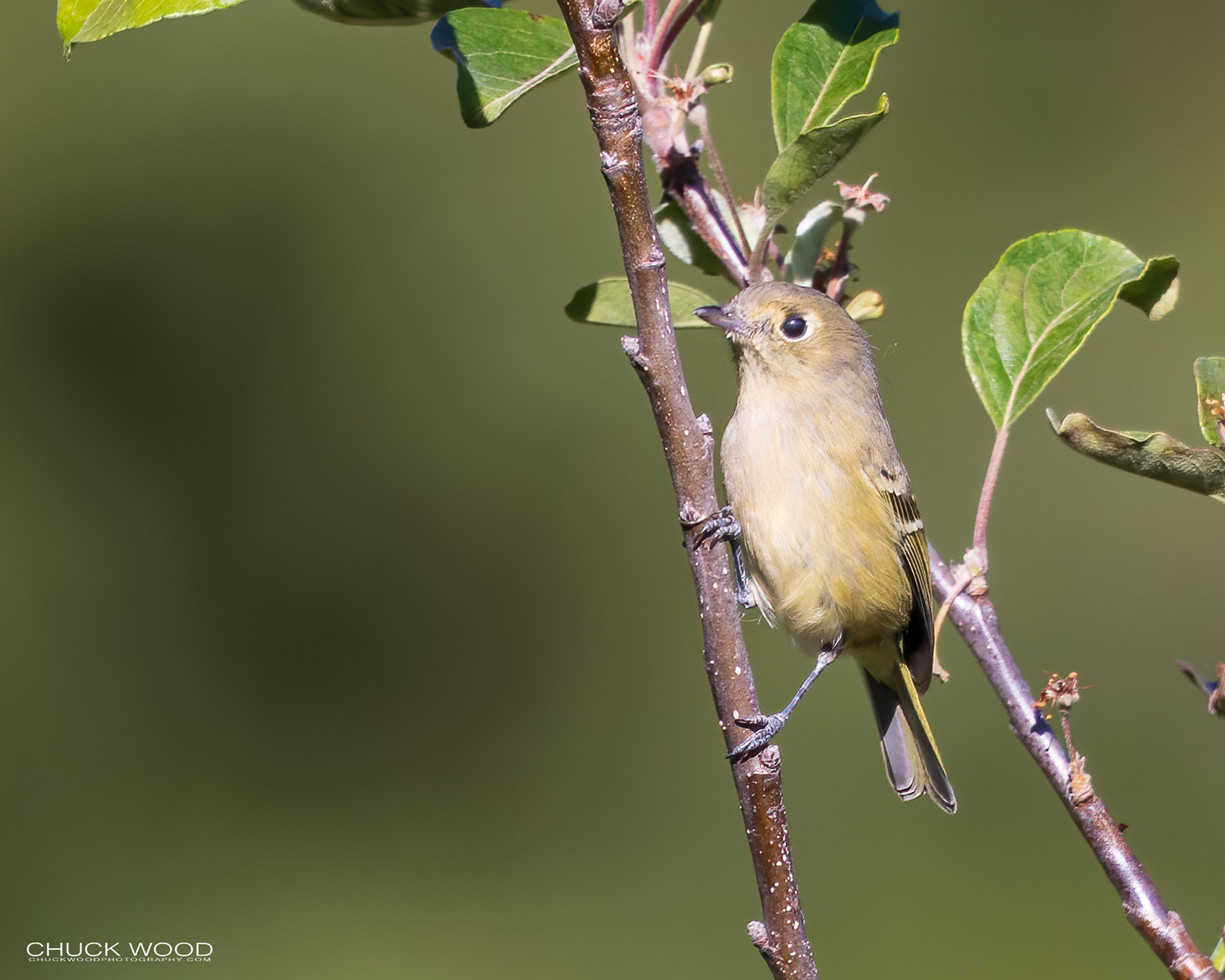  Arroyo Guacamaya Oaxaca, MX 2022 