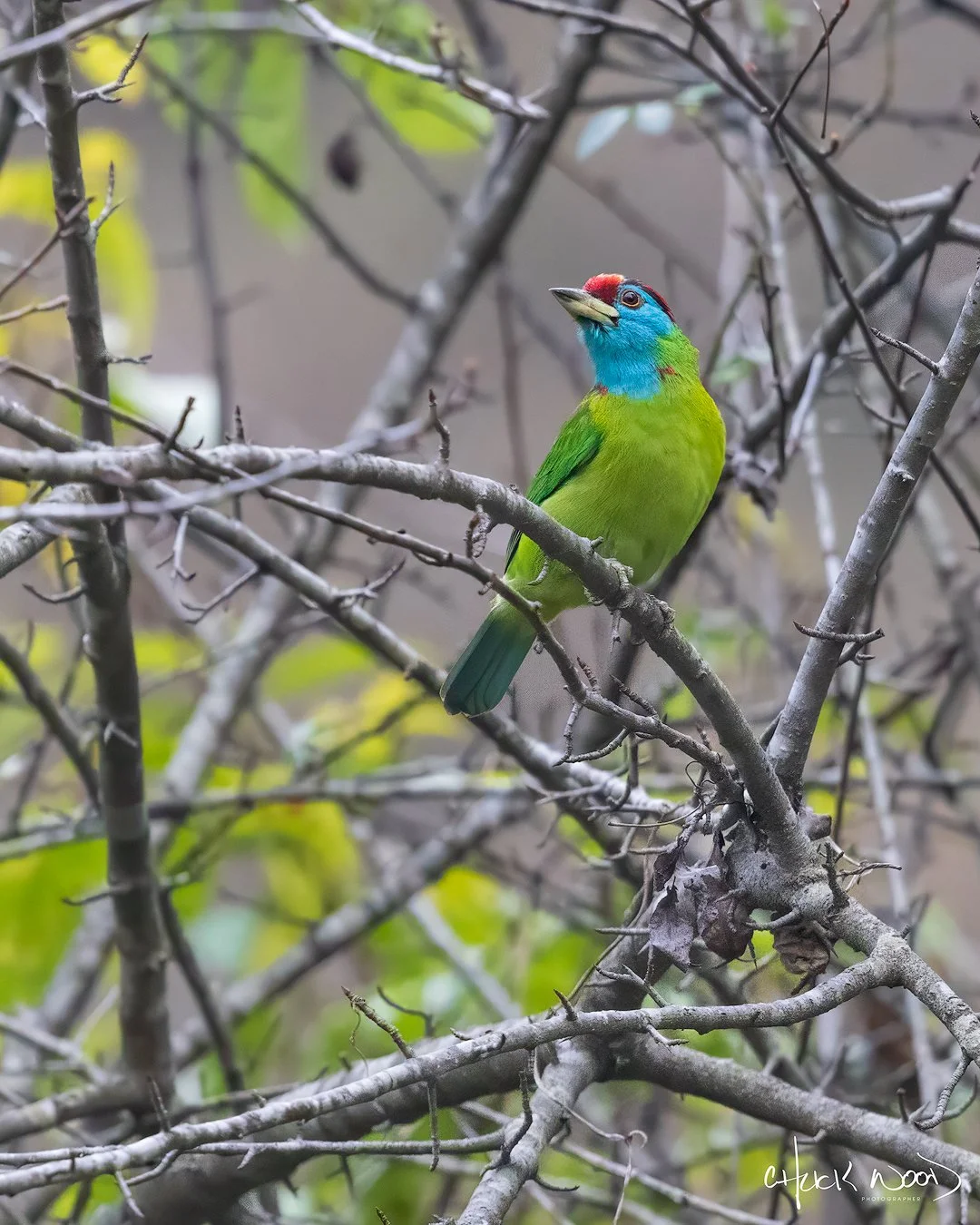 CW00385-Blue-throated-Barbet-Nainital-2025-1080-sig.jpg