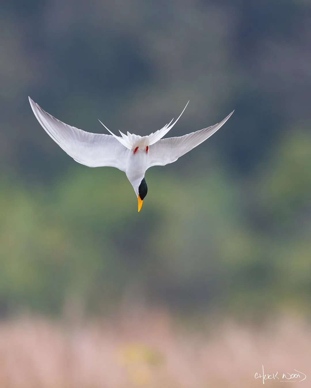 CW00389-River-Tern-Corbett-2025-1080-sig.jpg