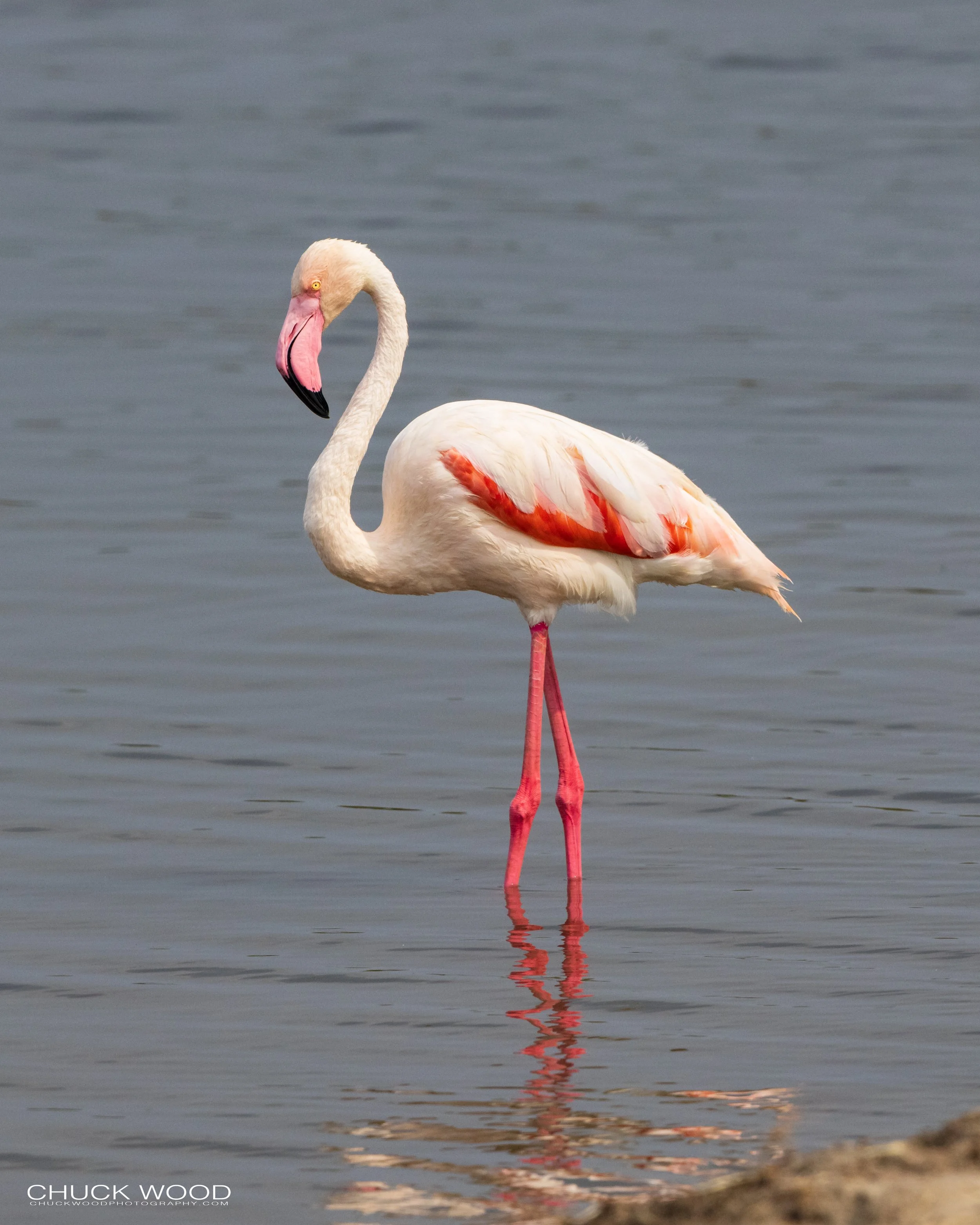  Serengeti, Tanzania 2021 