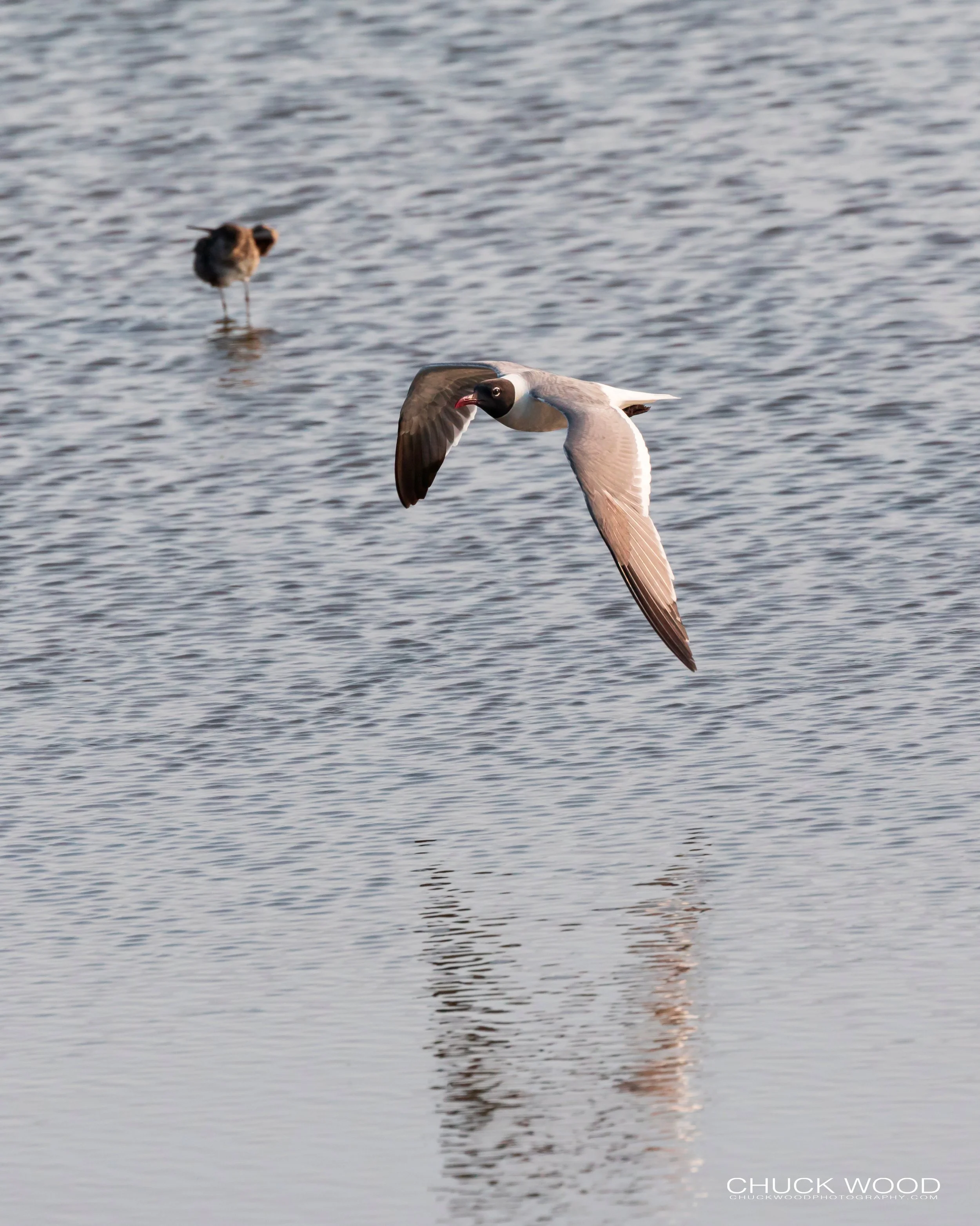  Forsythe NWR, NJ 2019 