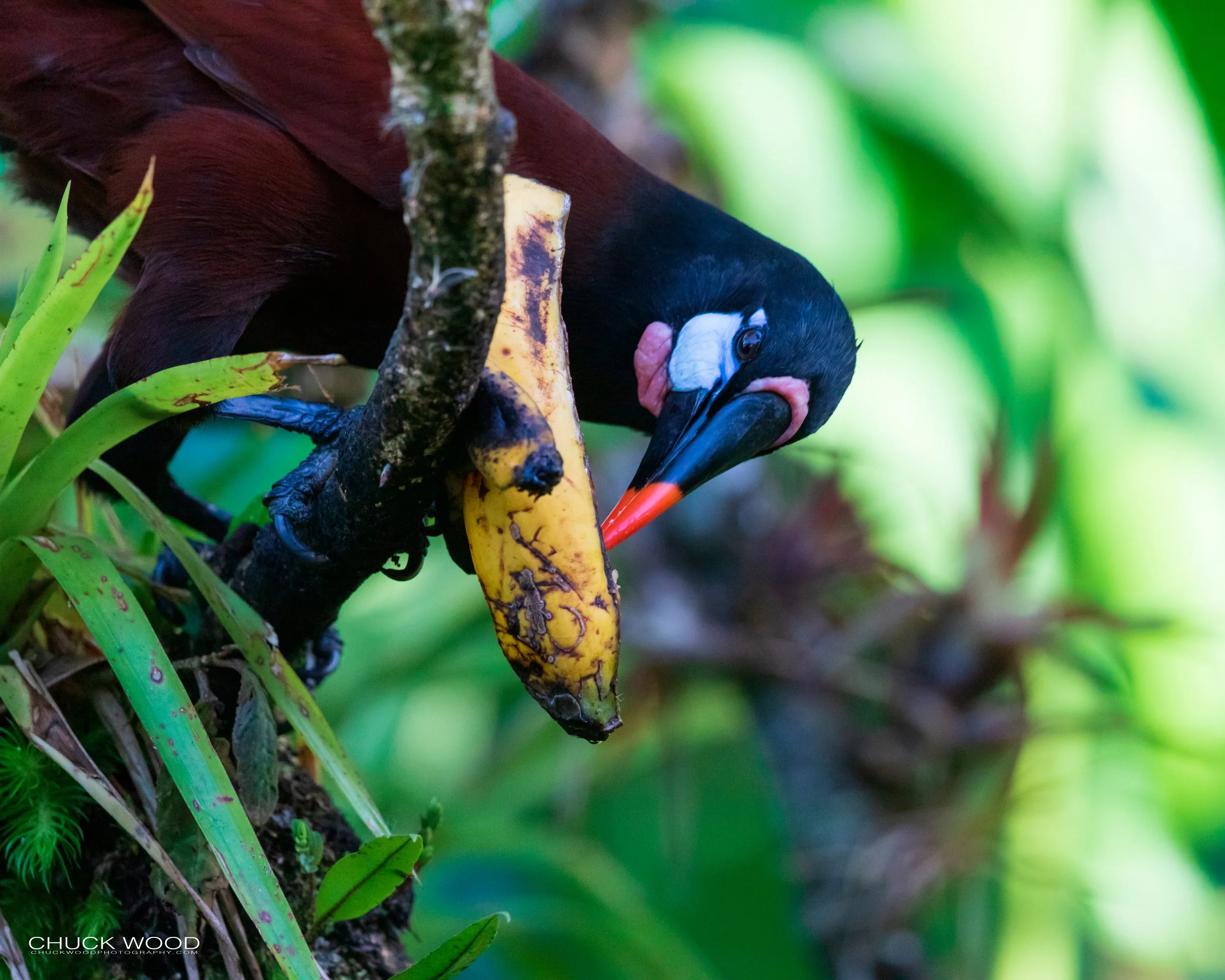  Rancho Naturalista, Costa Rica 2020 