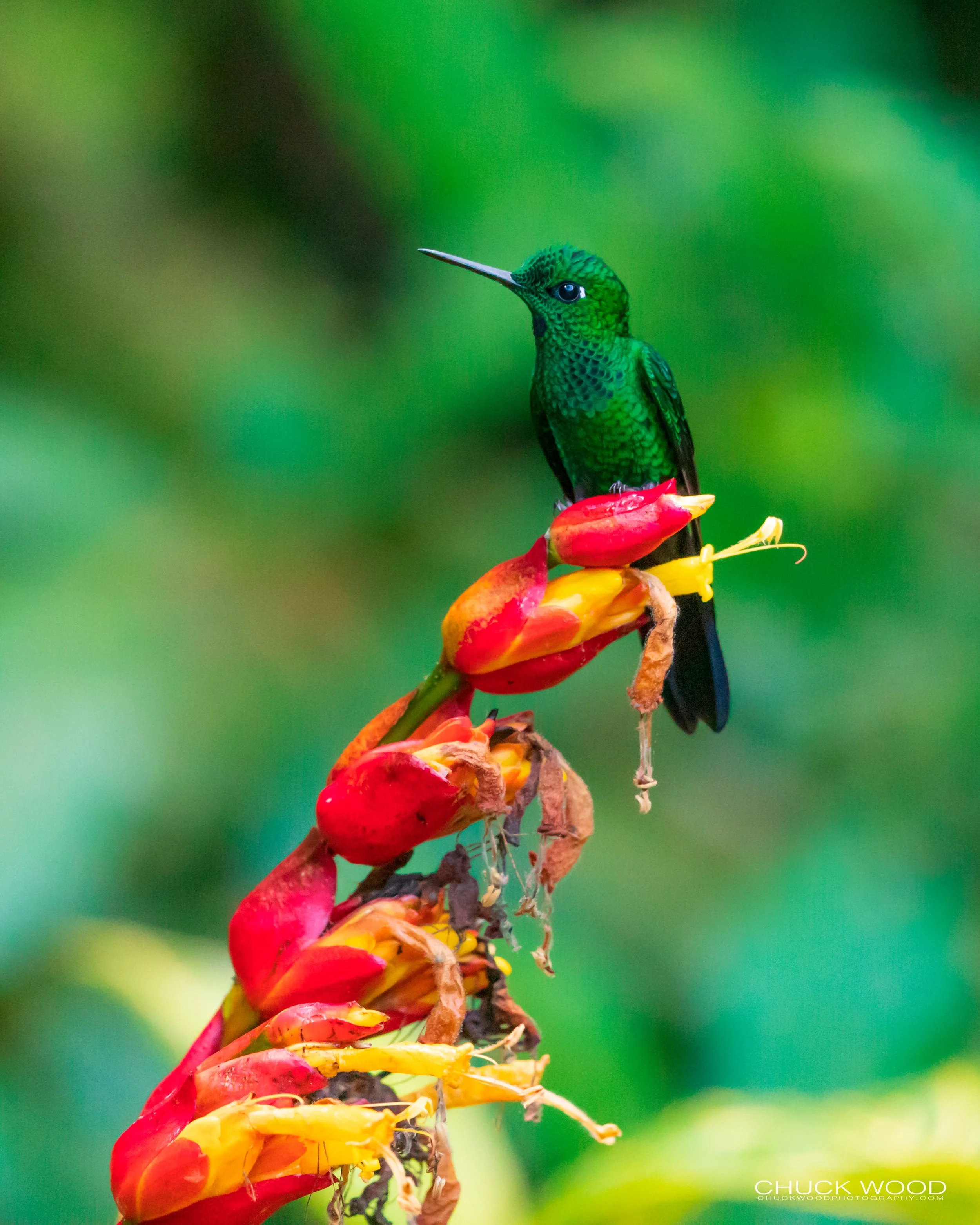  Hotel Quelitales, Costa Rica 2020 