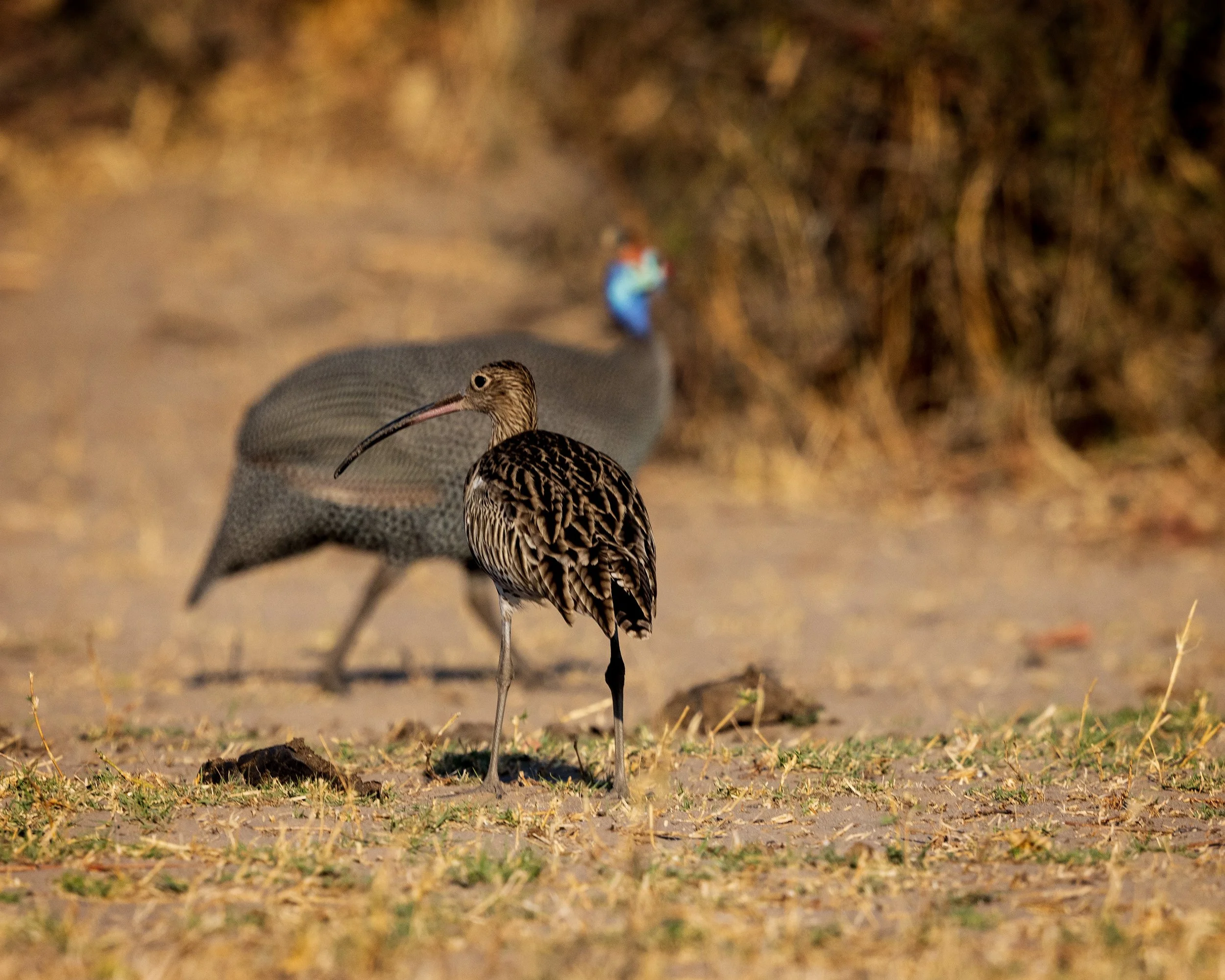  Chobe Riverfront, Botswana 2023 