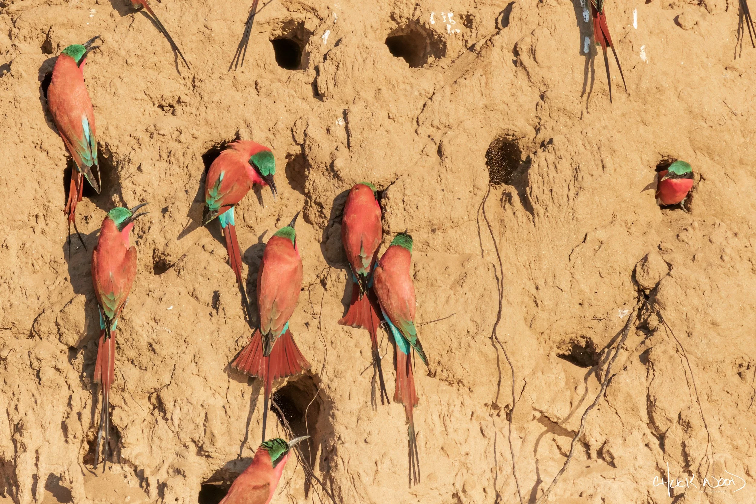  Mana Pools, Zimbabwe 2019 