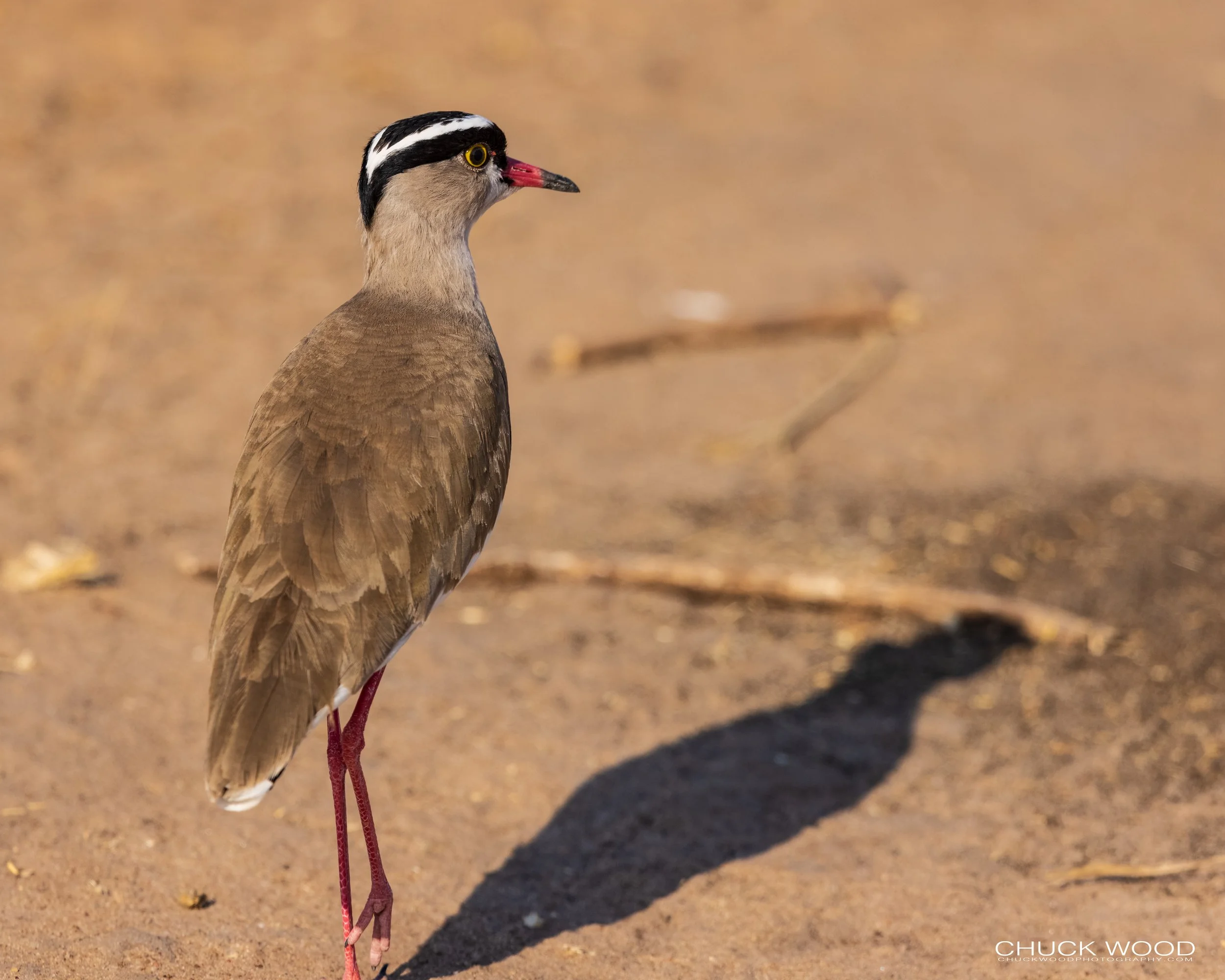  Tarangire, Tanzania 2021 