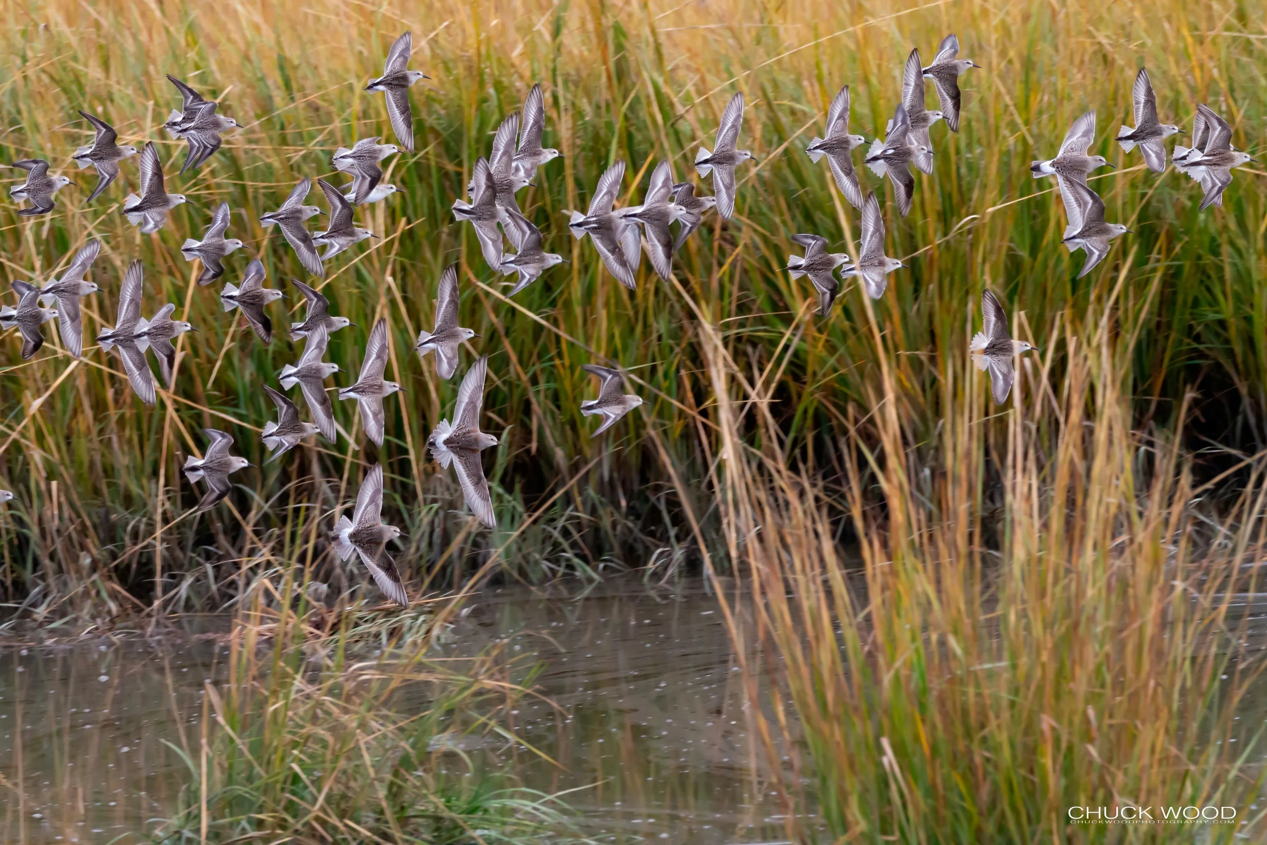  Forsythe NWR, NJ 2018 
