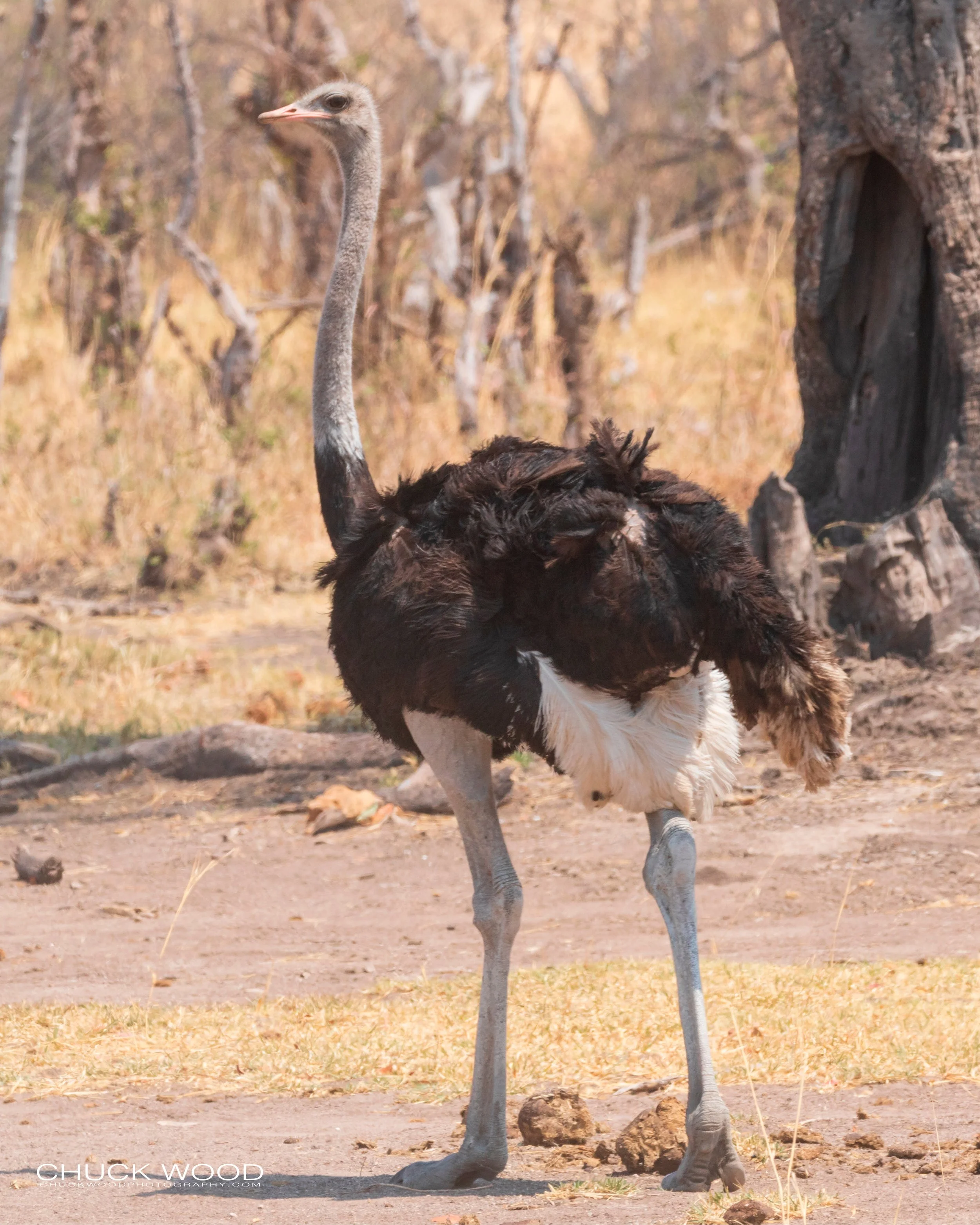  Hwange, Zimbabwe 2019 