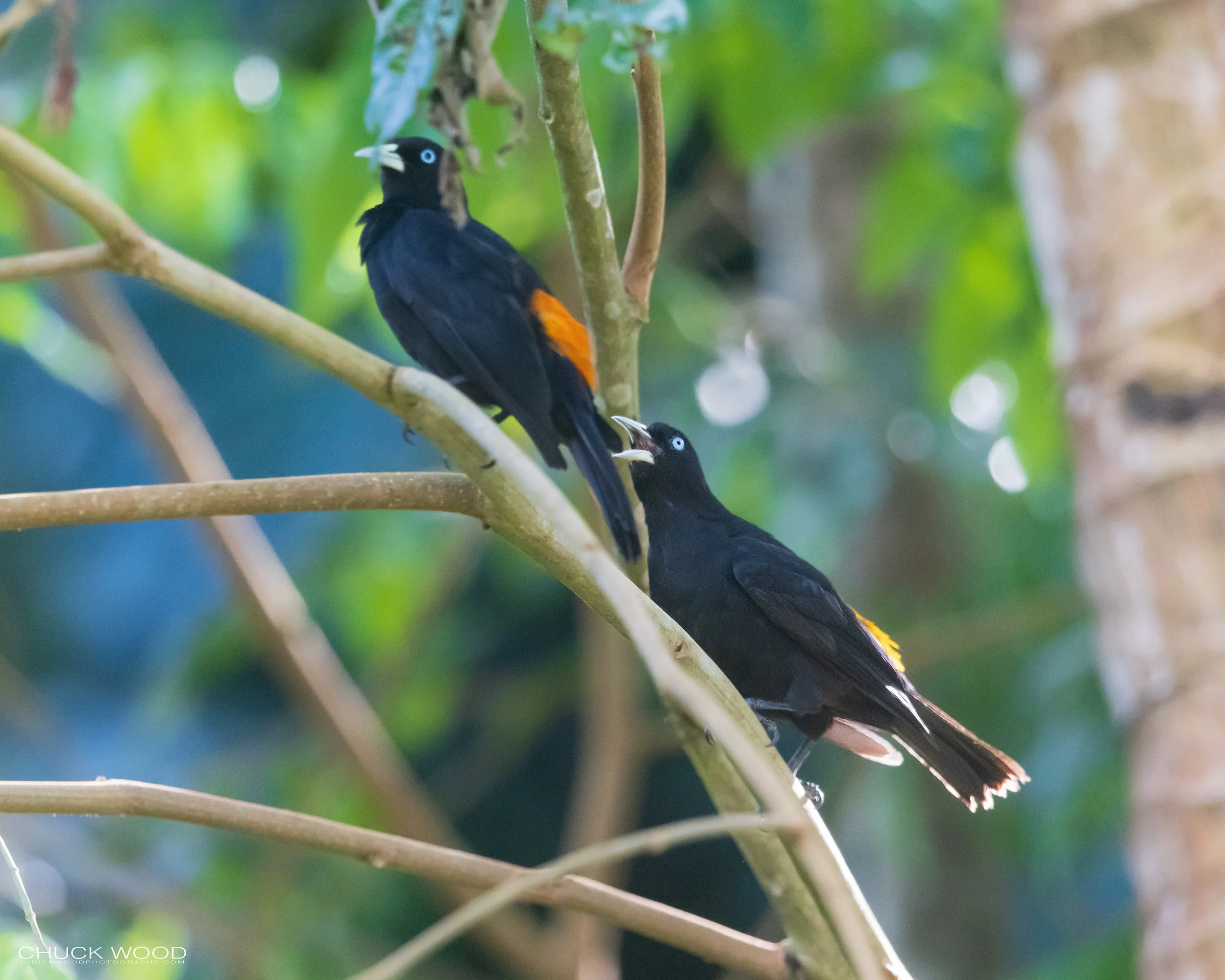  Osa Peninsula, Costa Rica 2022 