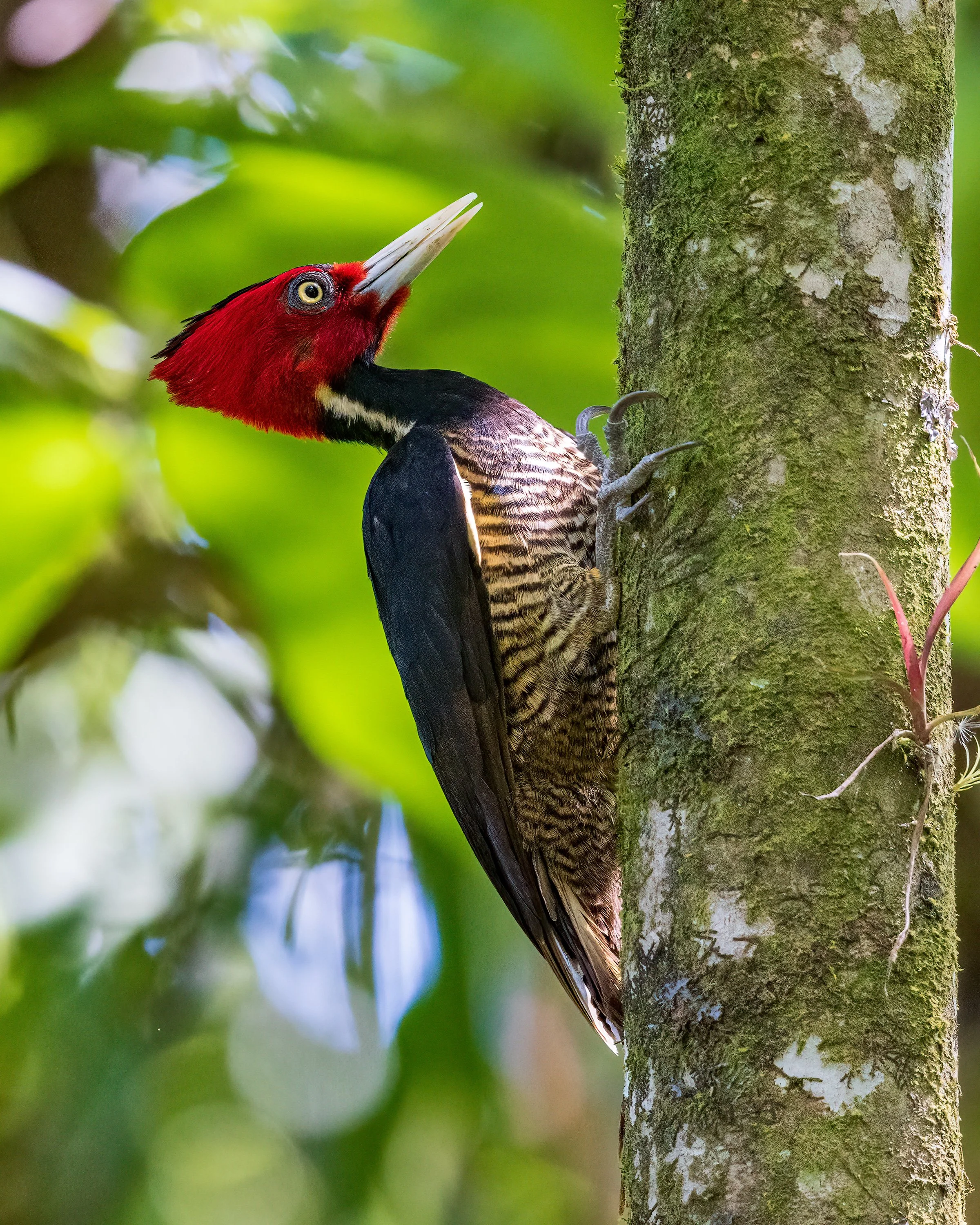  Macaw Lodge, Costa Rica 2023 