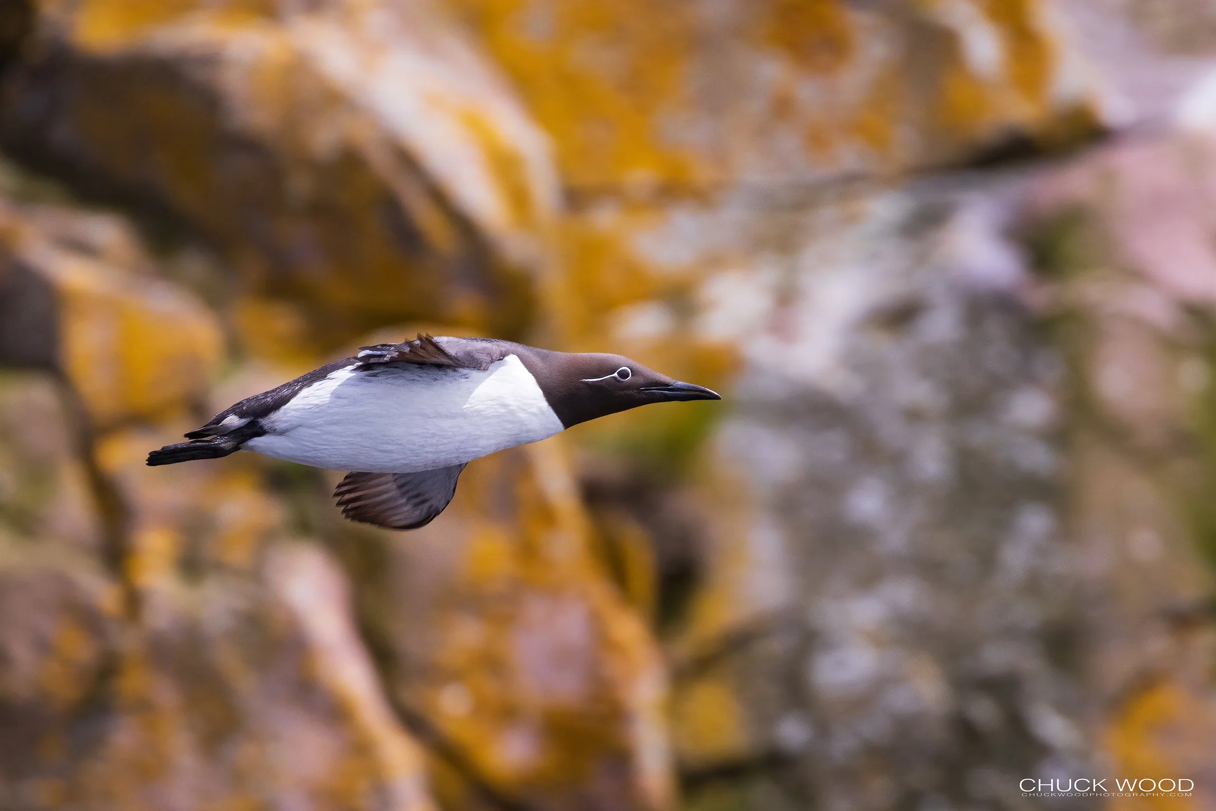  Williston NWR, NL 2022 