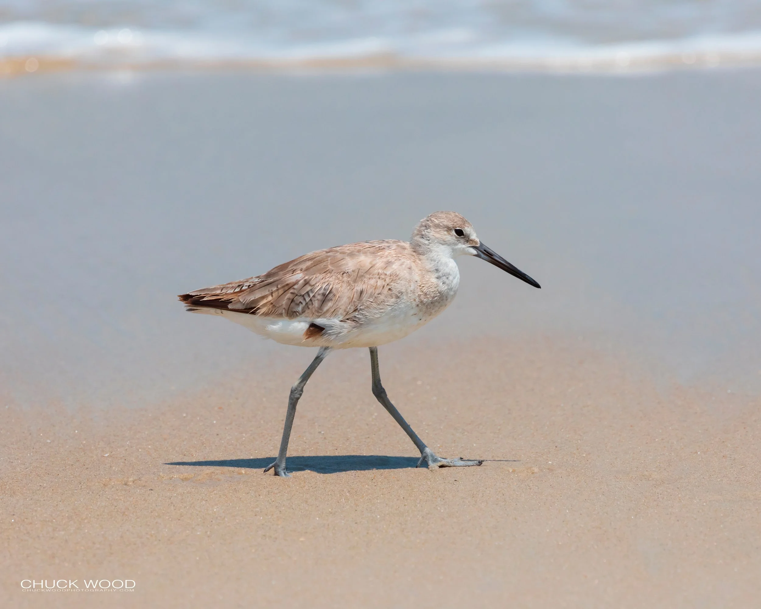   Pea Island NWR, NC 2019 