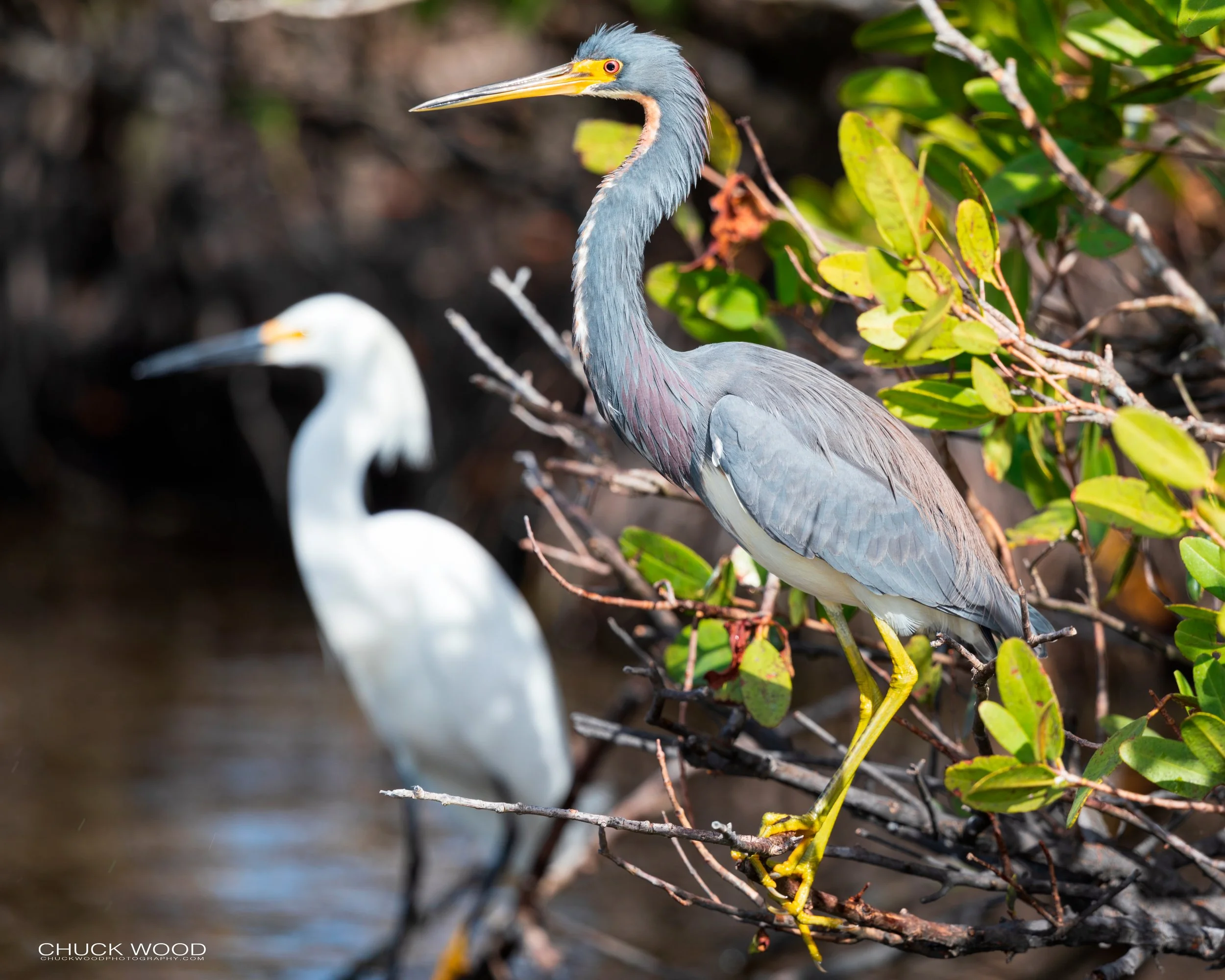  Merritt Island, FL 2020 