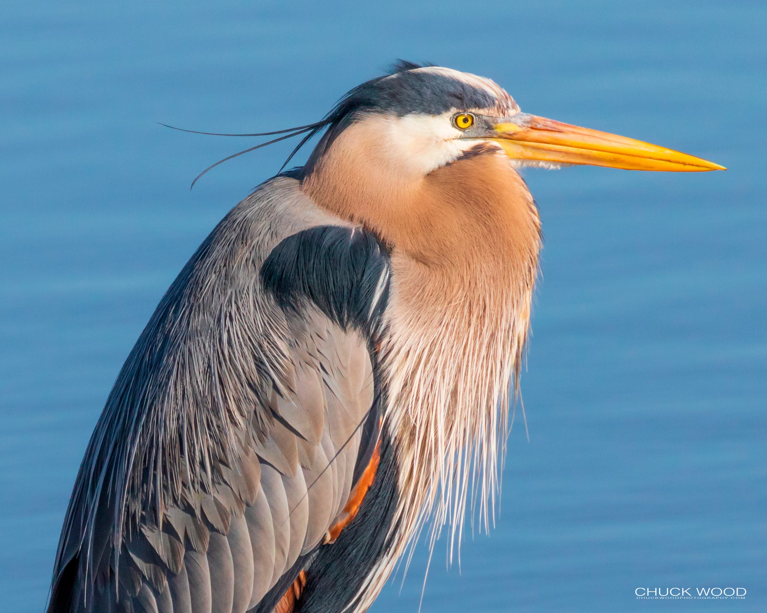  Forsythe NWR, FL 2019 