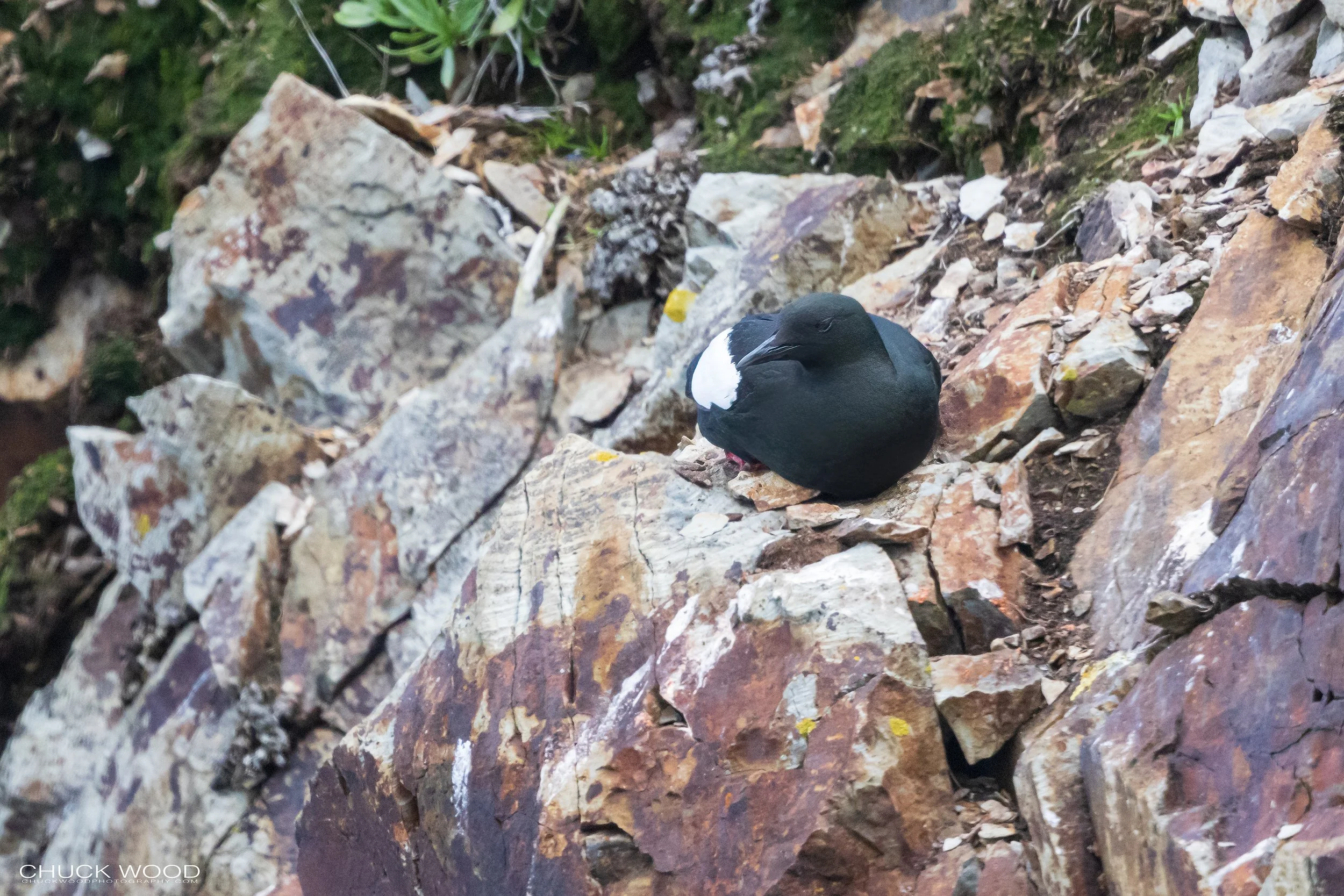  Elliston Puffin Island, NL 2022 