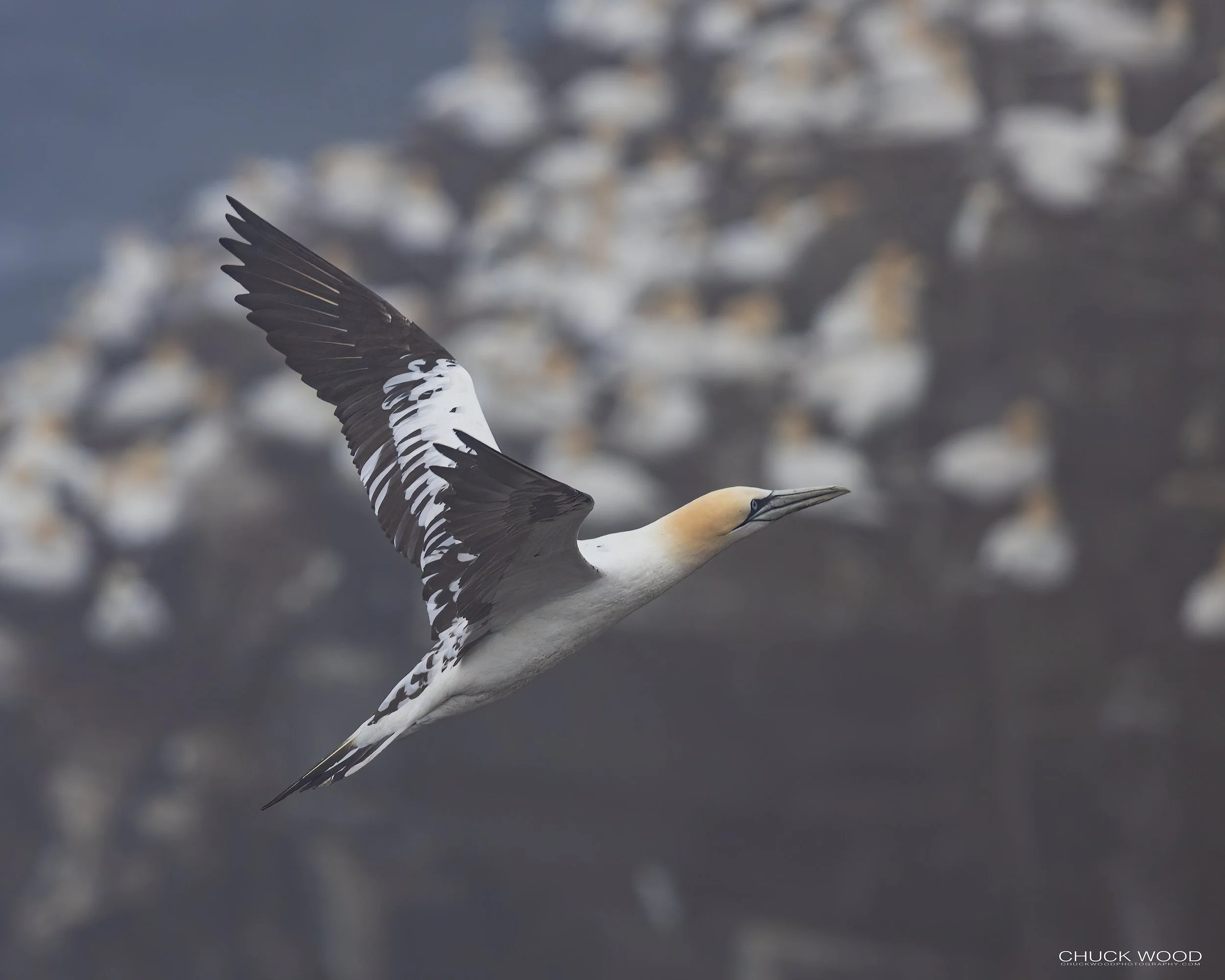  Cape St. Marys, NL 2022 