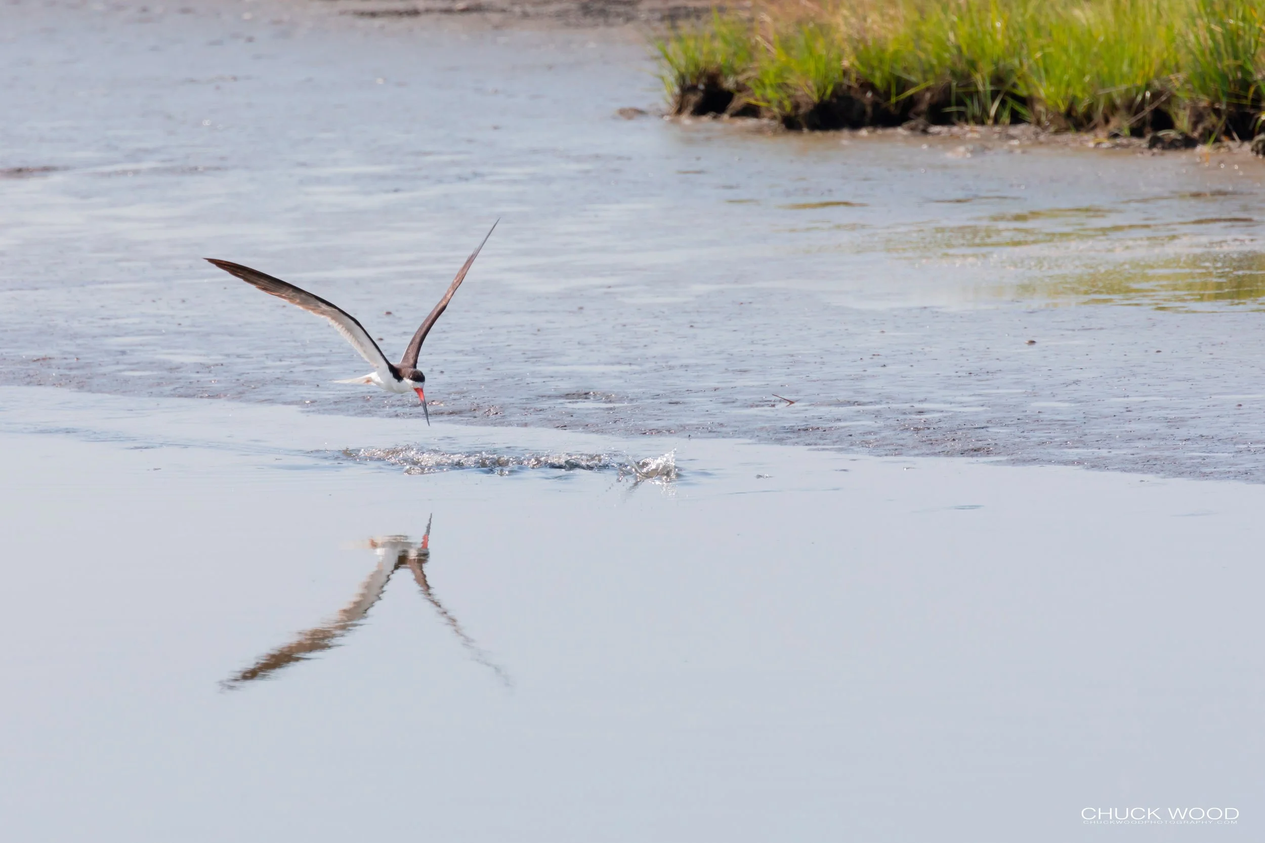  Forsythe NWR, NJ 2019 