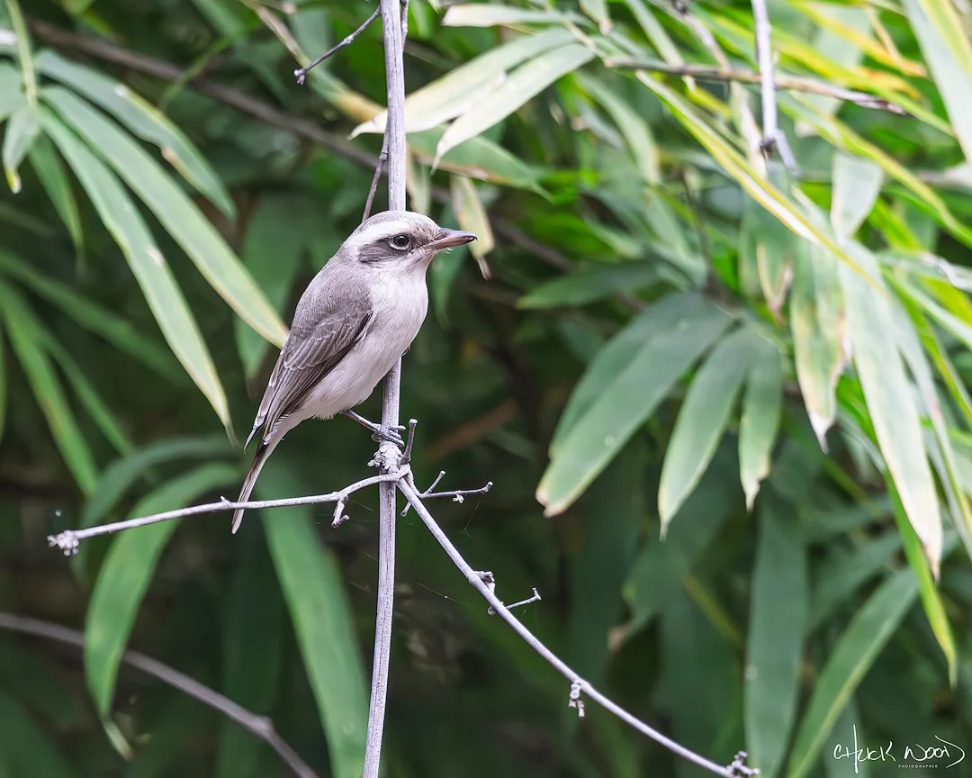  Ranthambore, India 2025 